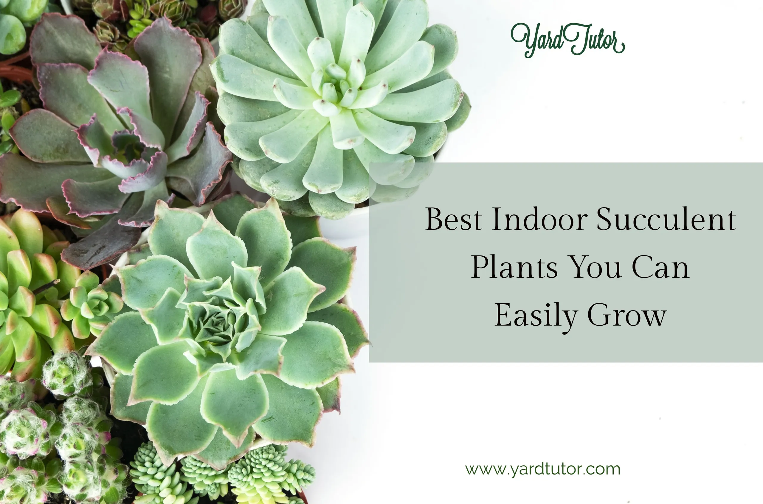 Best Indoor Succulent Plants You Can Easily Grow