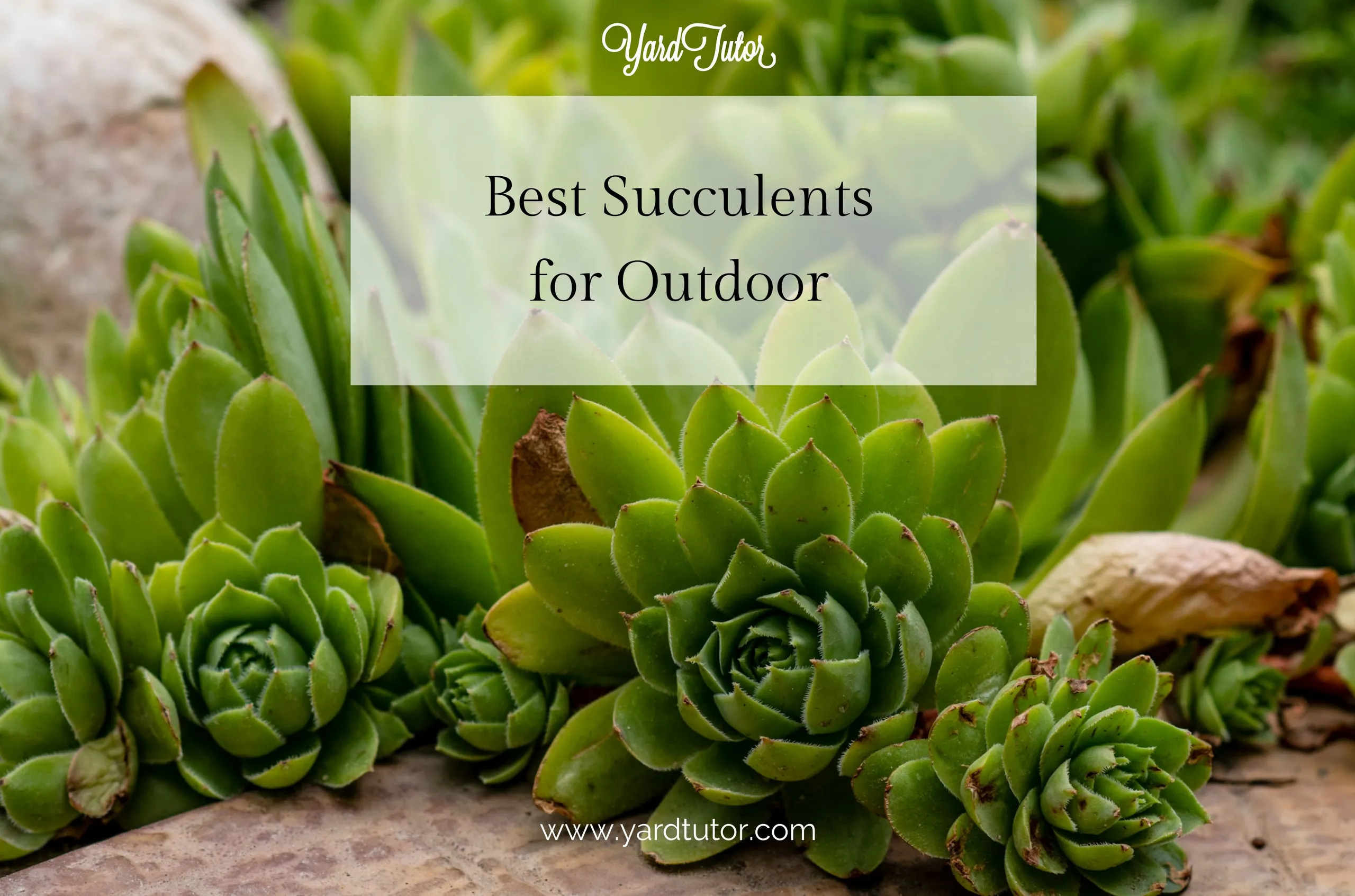 Best Succulent for Outdoors Blog Header