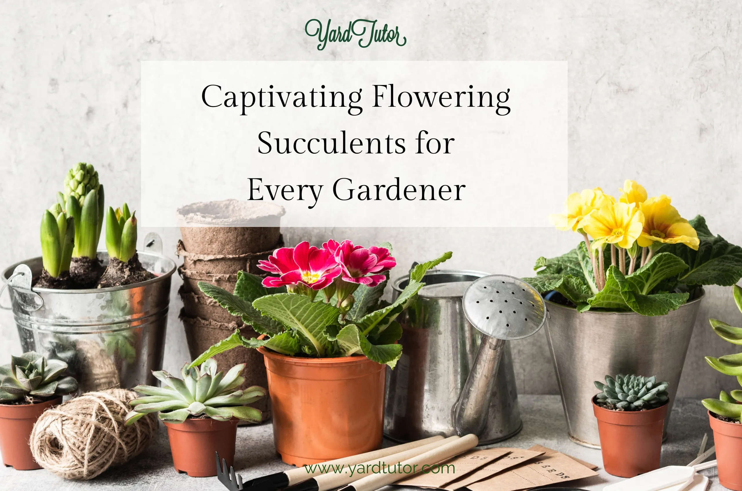 Captivating Flowering Succulents for Every Gardener Blog Header.