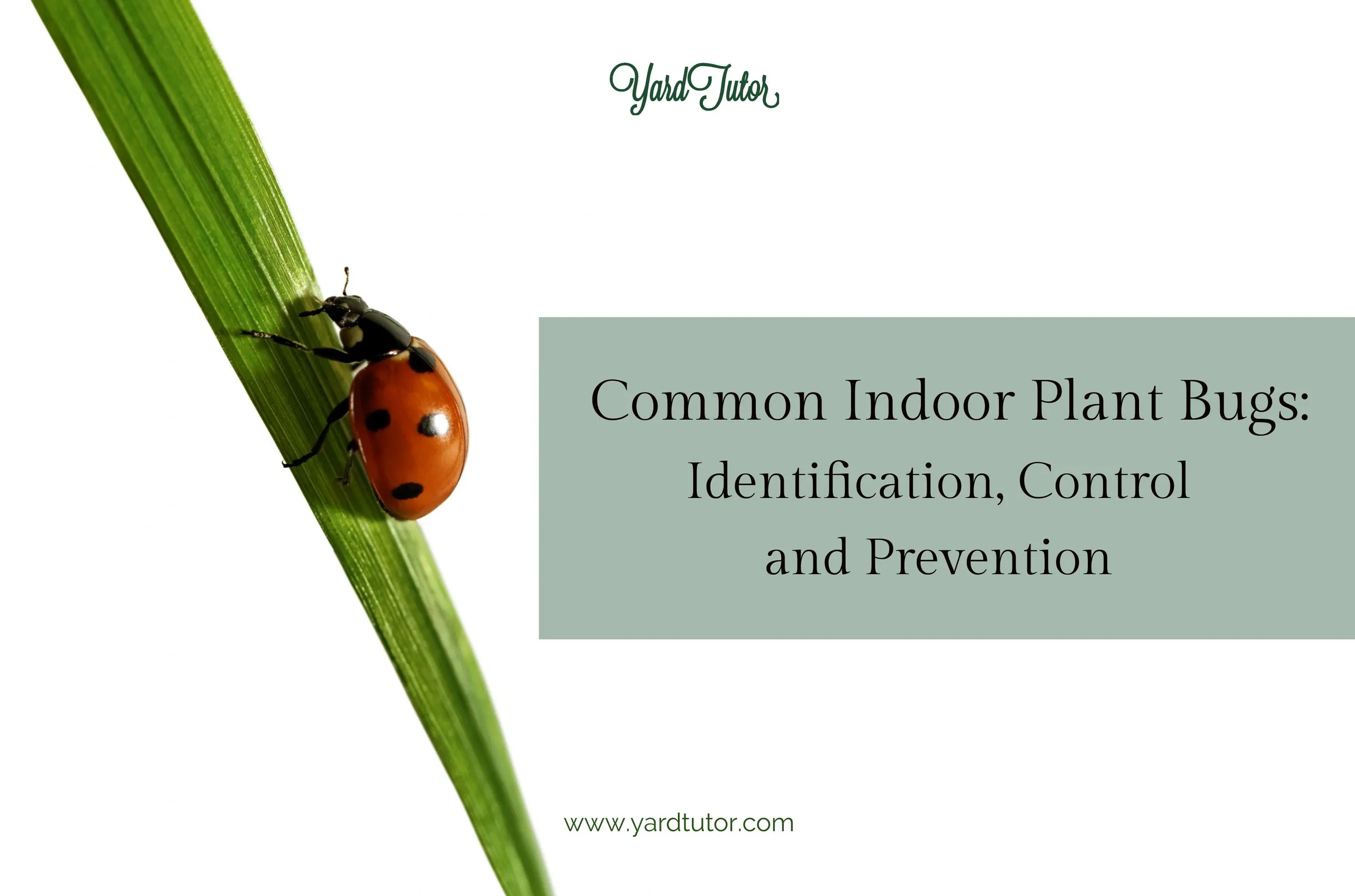 Common Indoor Plant Bugs Identification, Control and Prevention Blog Header