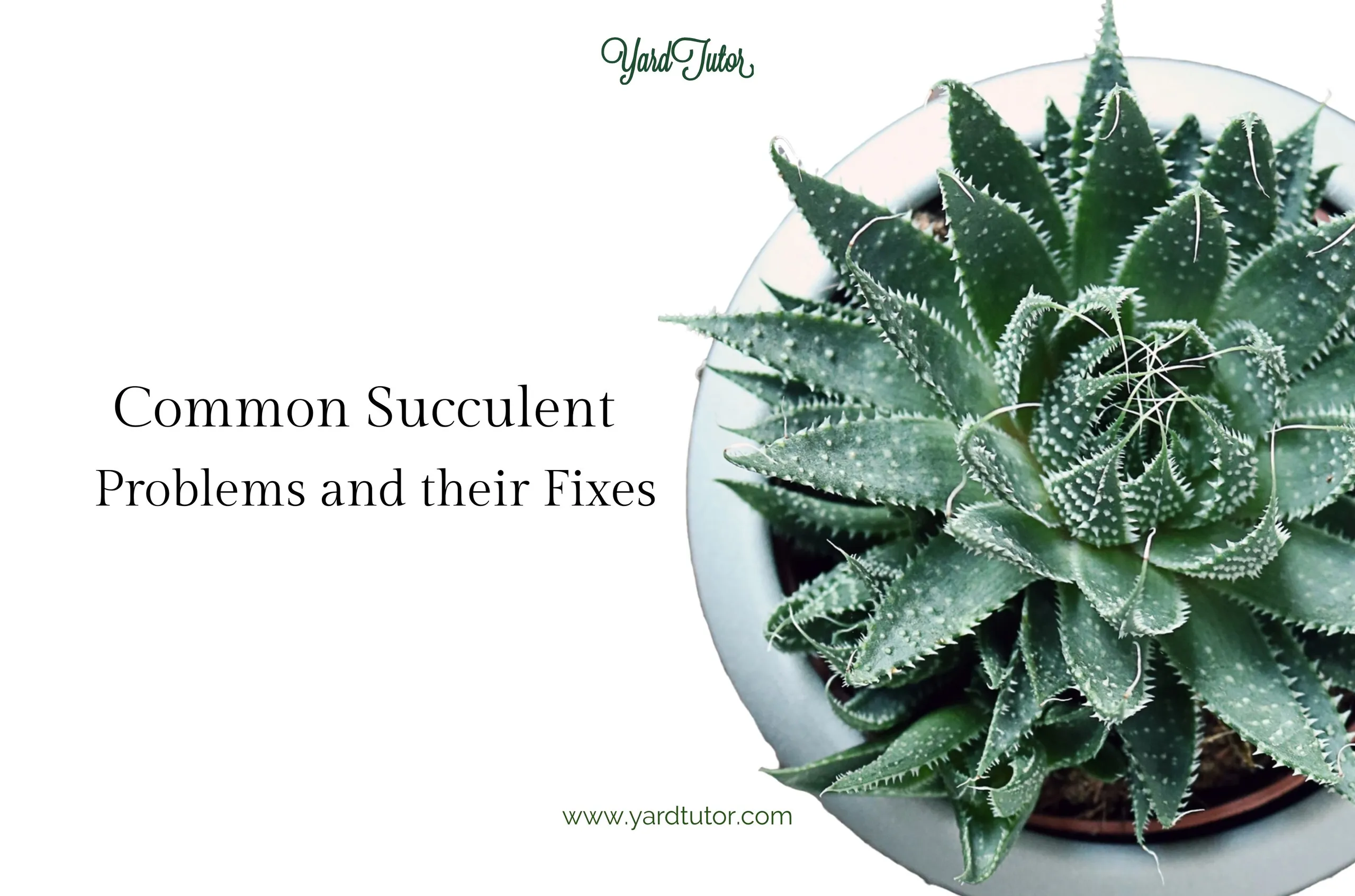 Common Succulent Problems and Fixes Blog Header