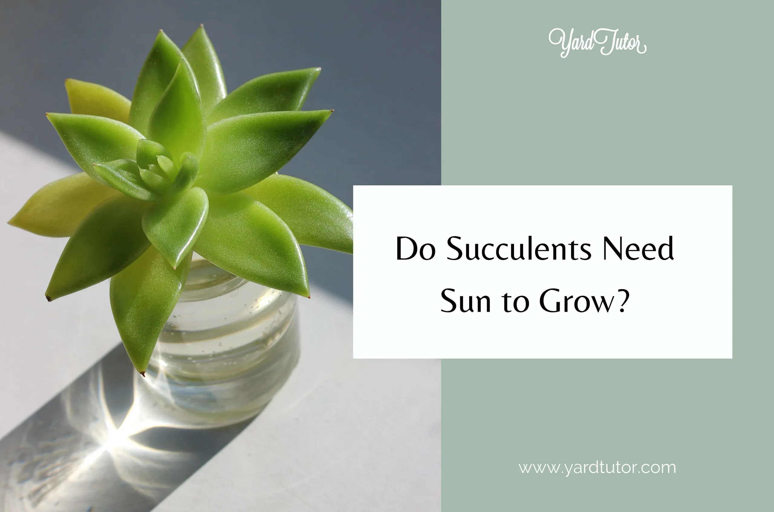 Do Succulent needs Sun to Grow