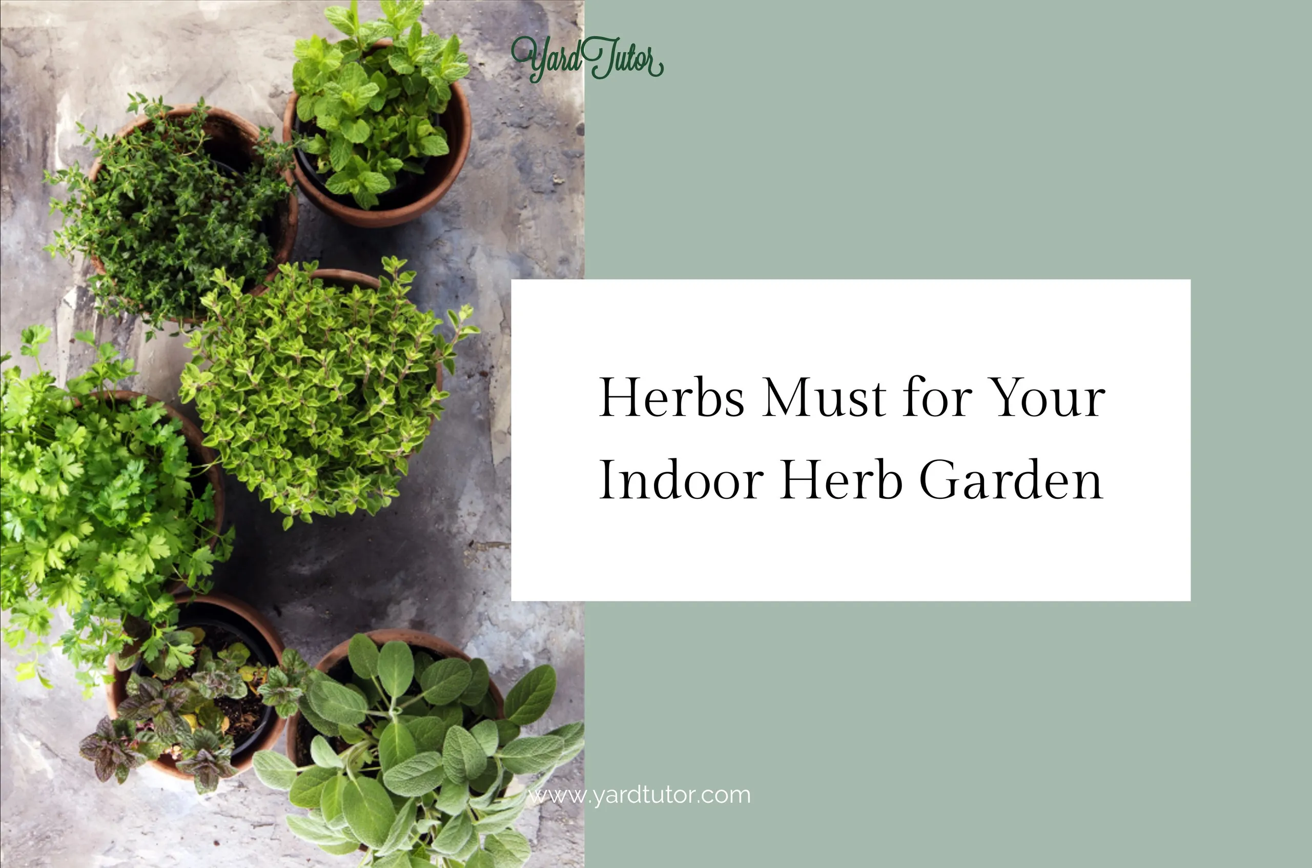 Herbs Must for Your Indoor Herb Garden Blog Header