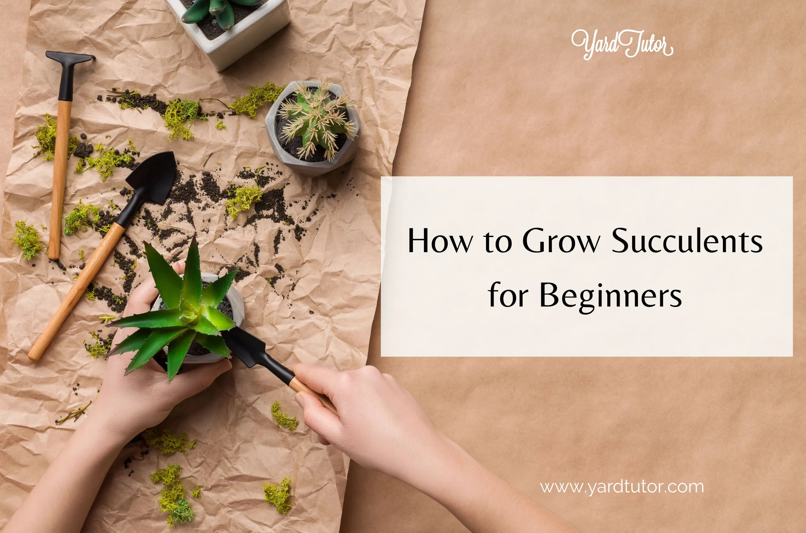 How to Grow Succulents for Beginners Blog Header