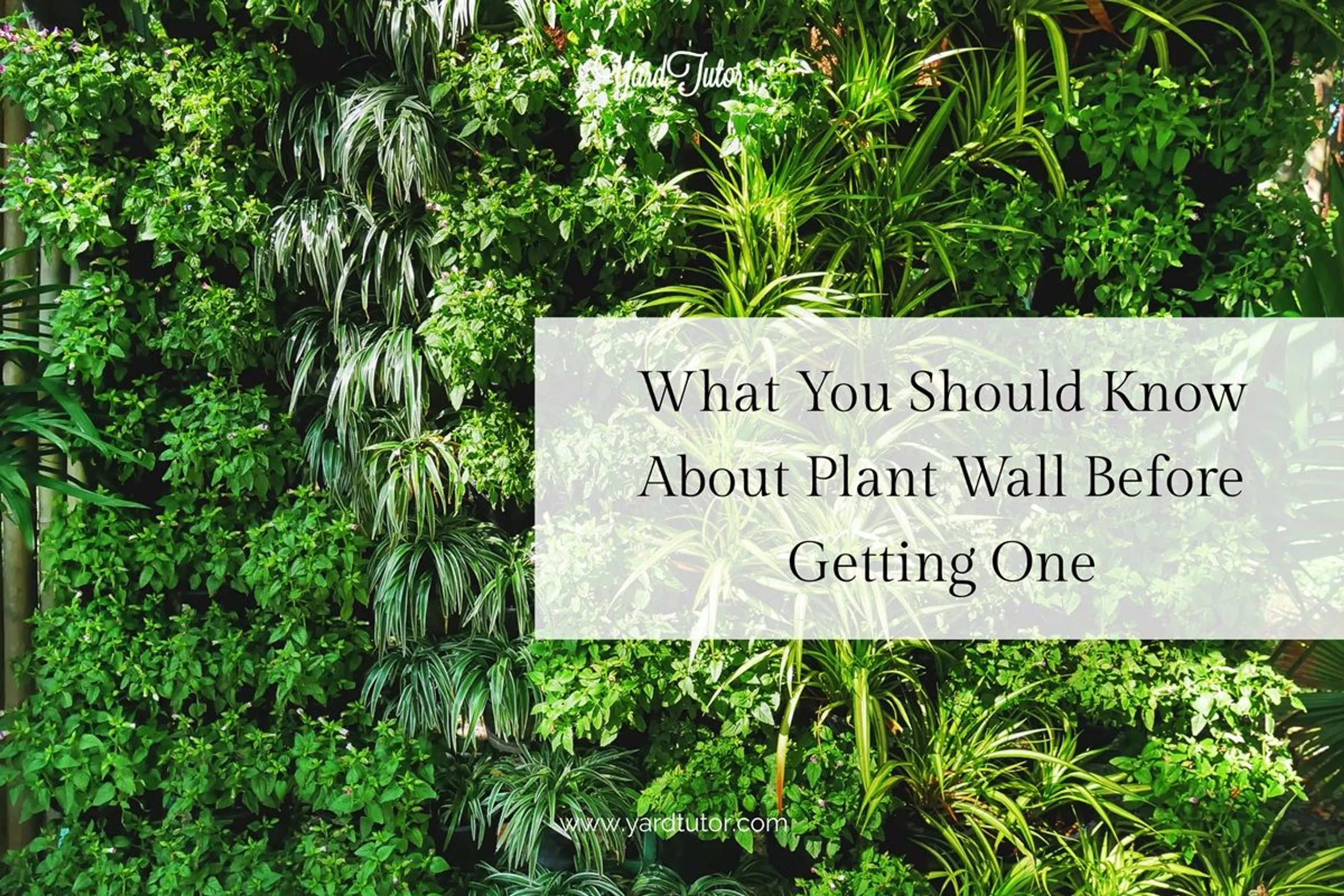 What_You_Should_Know_About_Plant_wall_Before_Getting_One_banner