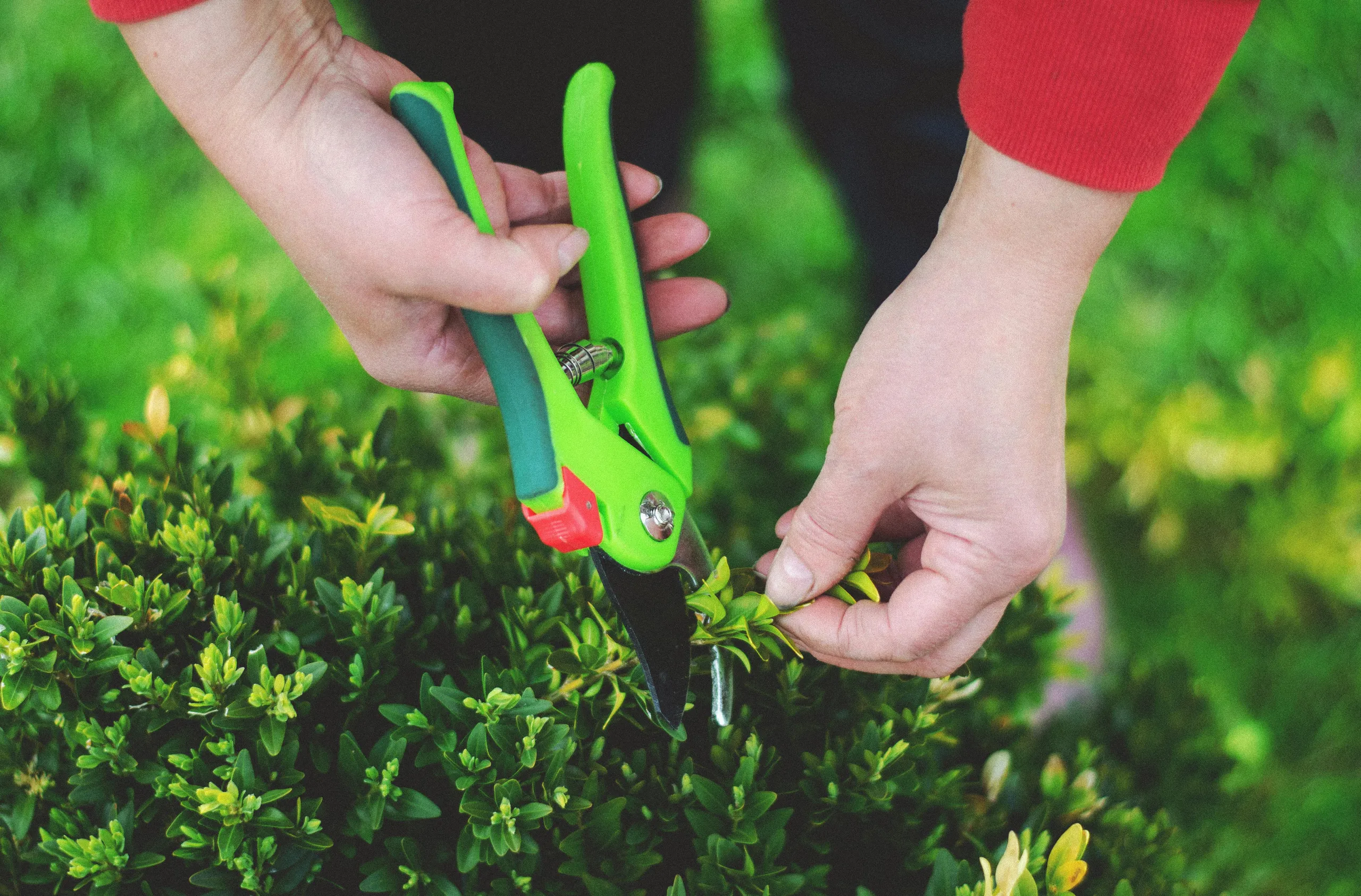 A person cutting leaves with pruning shears