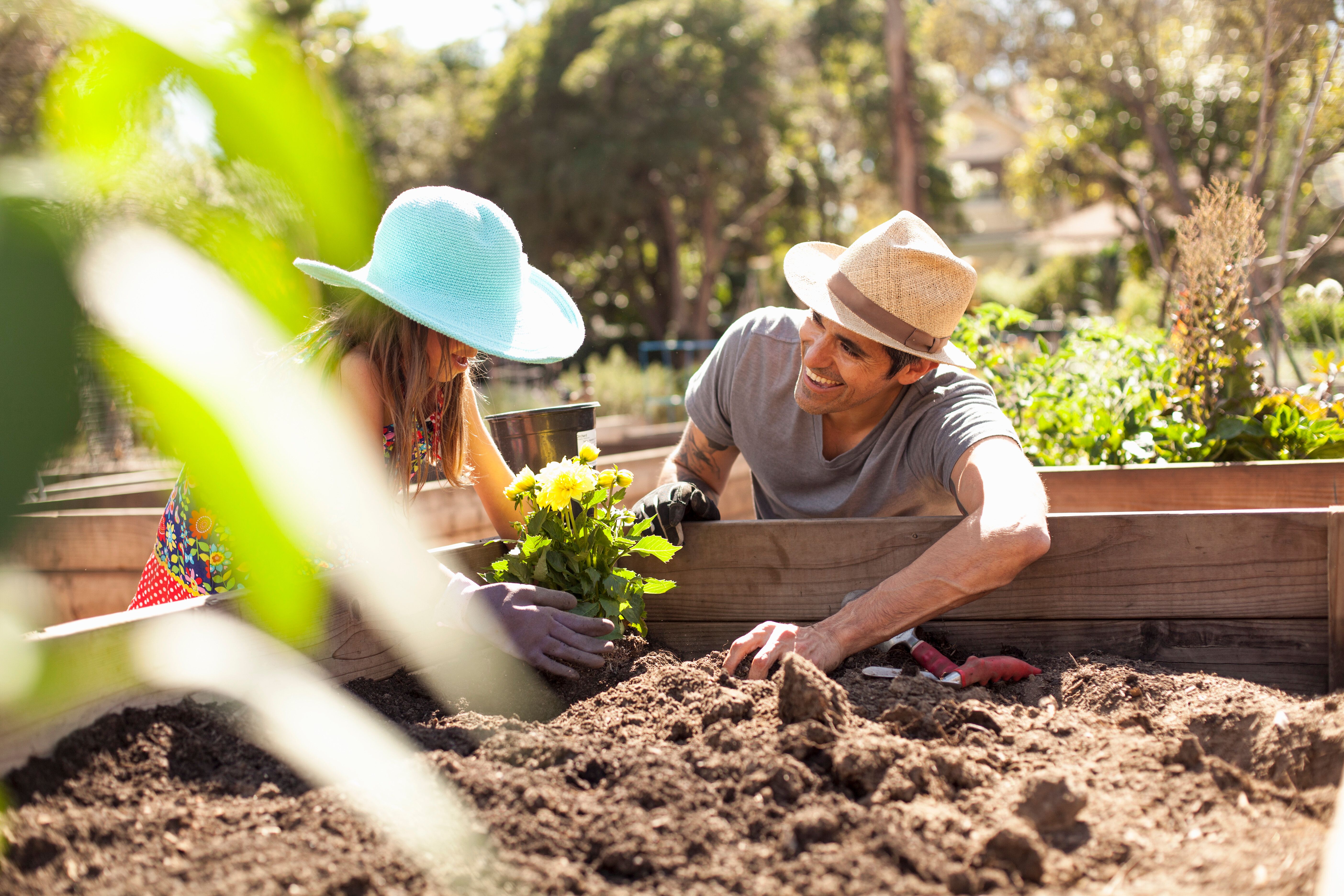Girl and father planting flower bed in community garden.