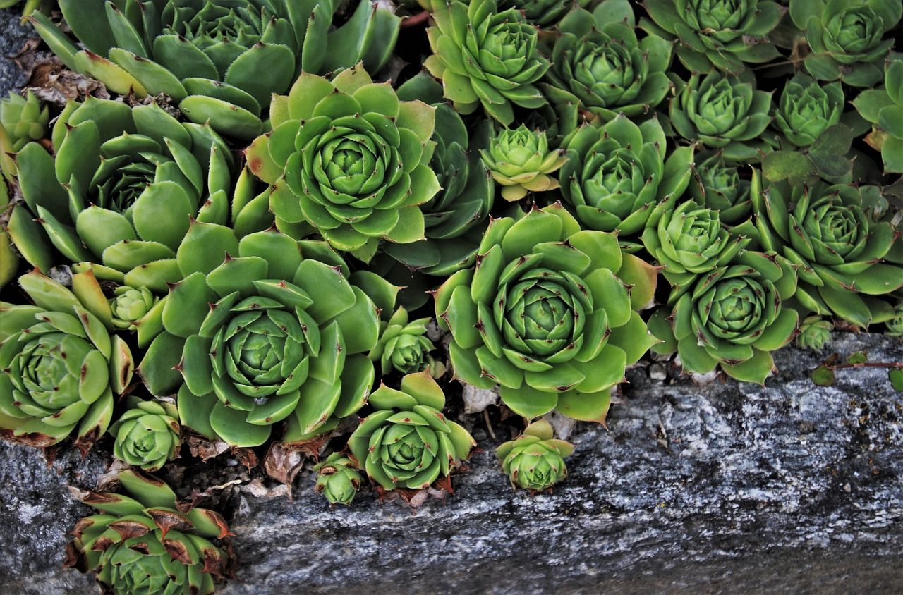 Bunch of green Aeonium succulents in the ground outside.