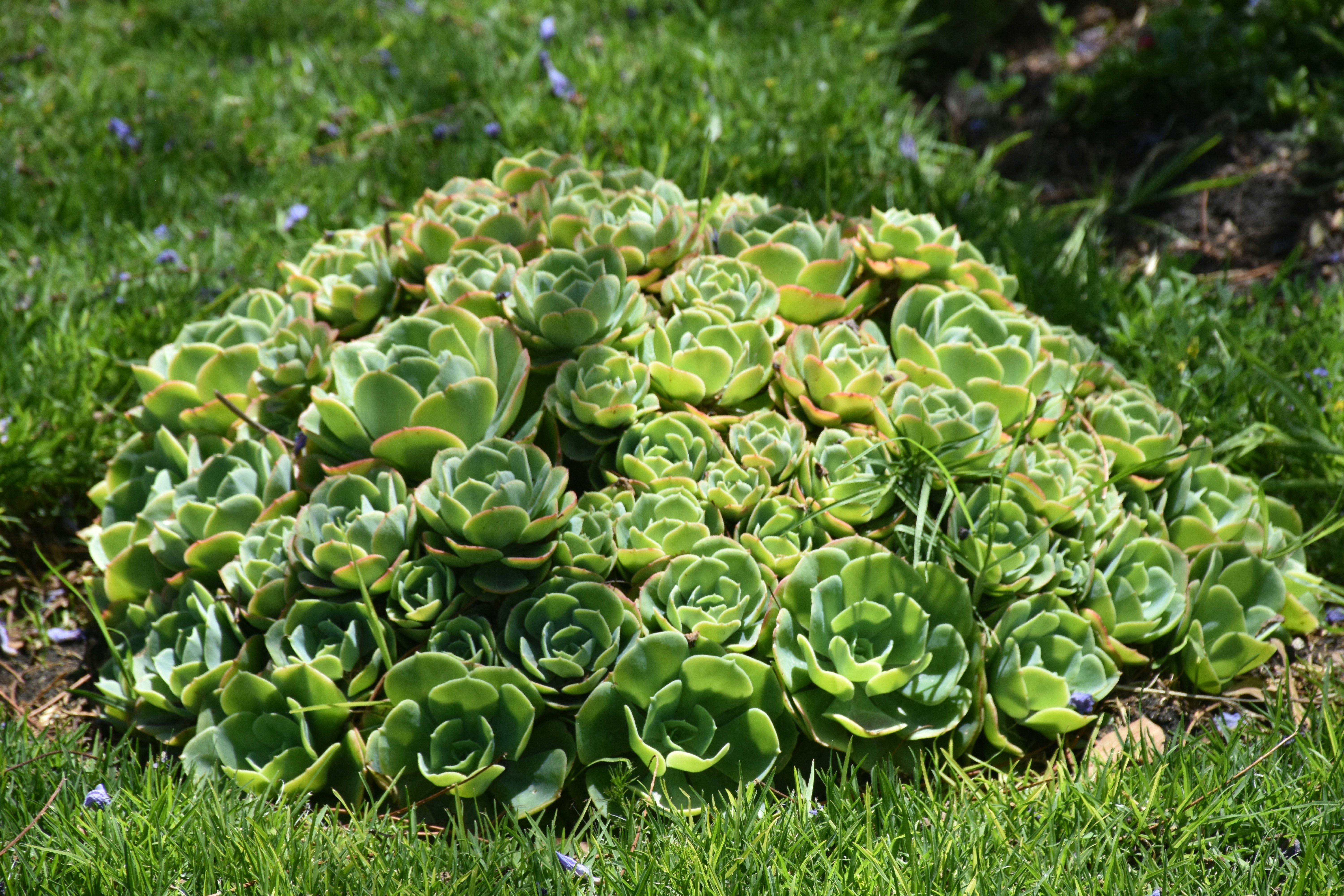 A cluseter of Aeonium Irish Bouquet outdoors in a garden.