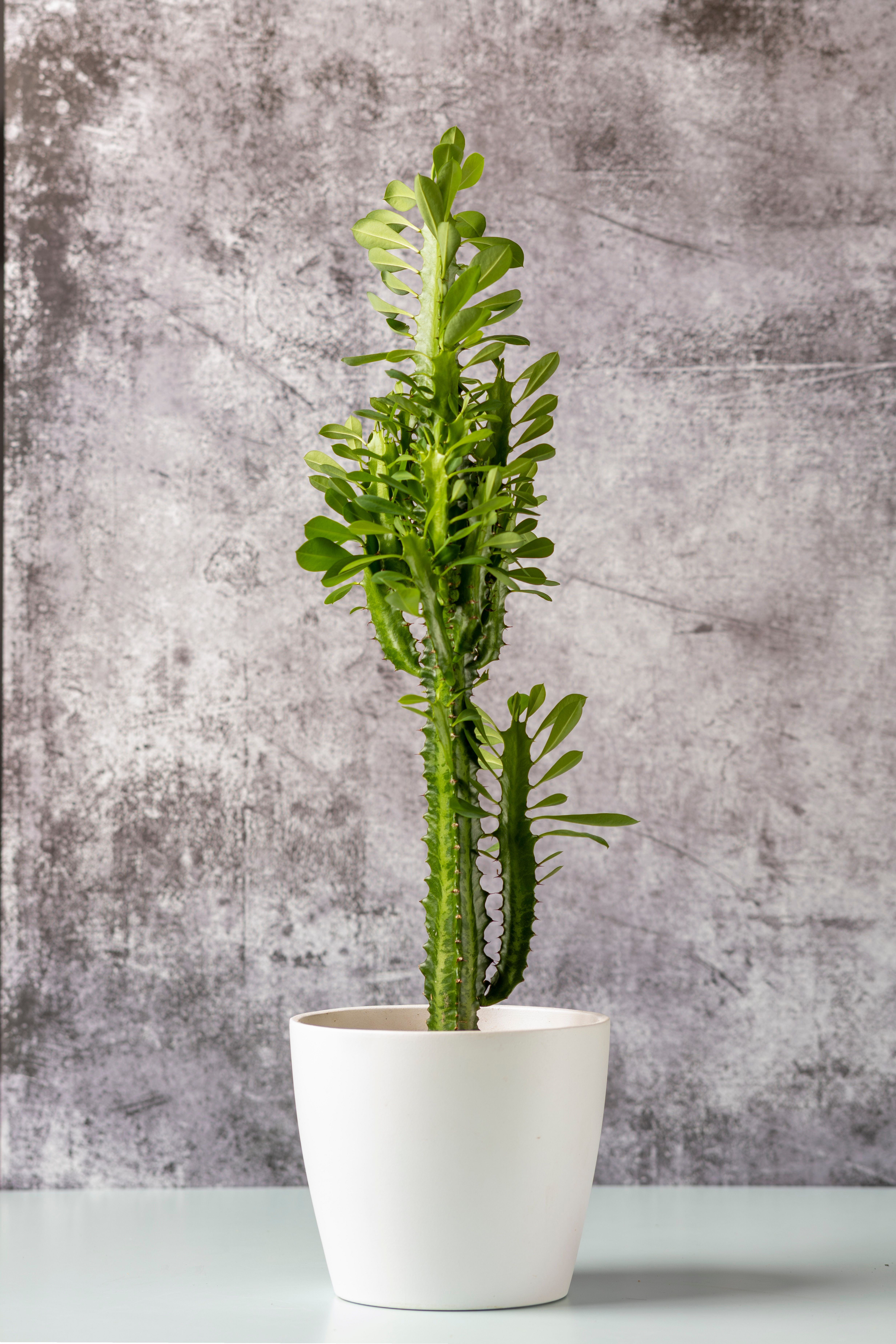 Young African milk tree in a white pot in front of a grey wall