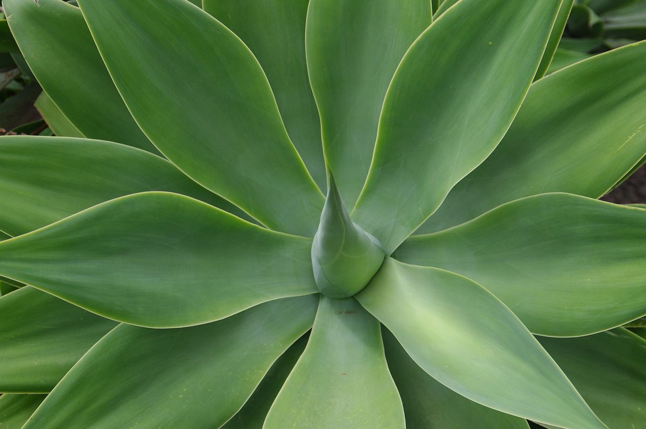 An green Agave succulent plant