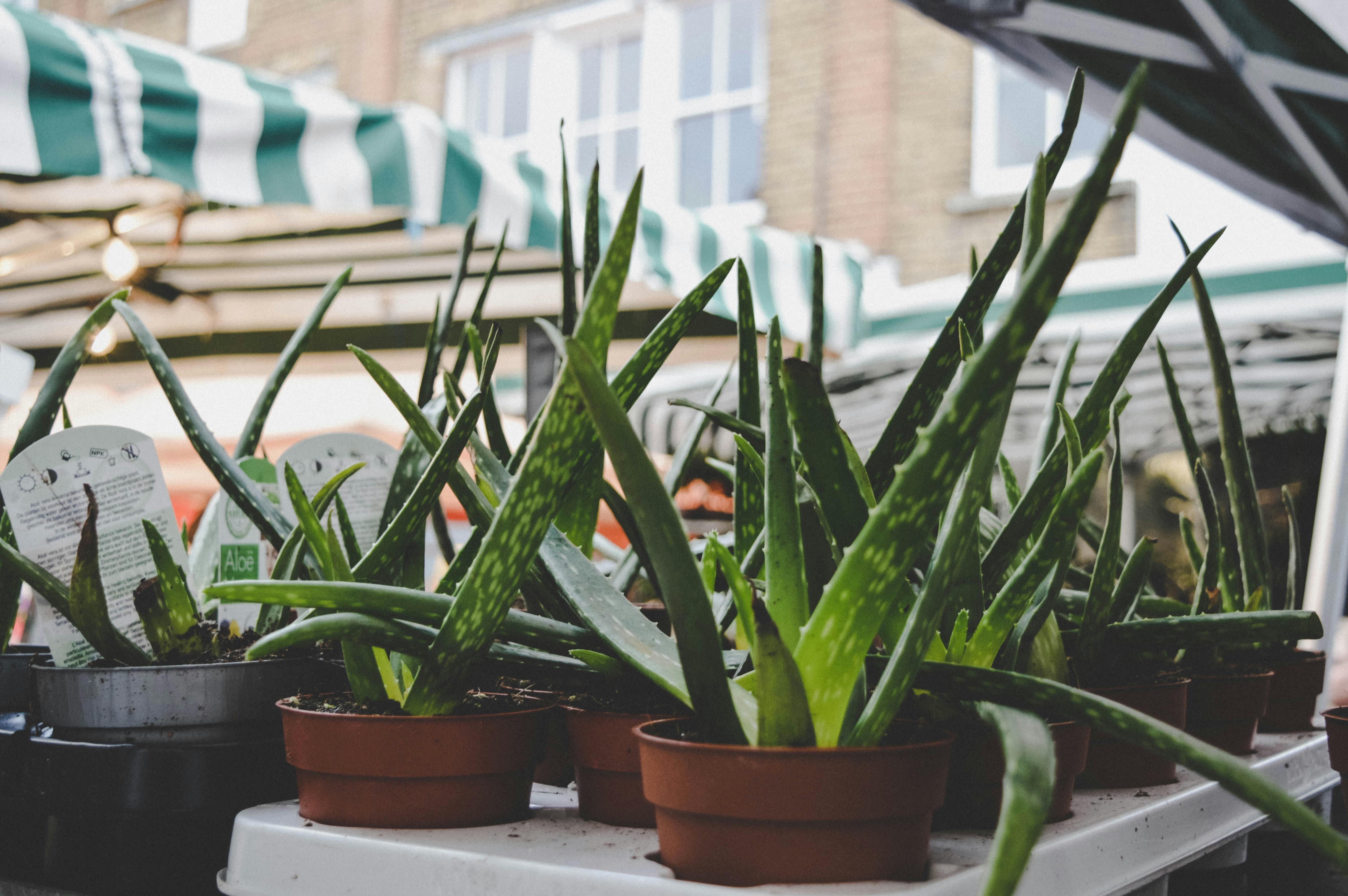 Bunch of aloevera in different brown pots outdoors 