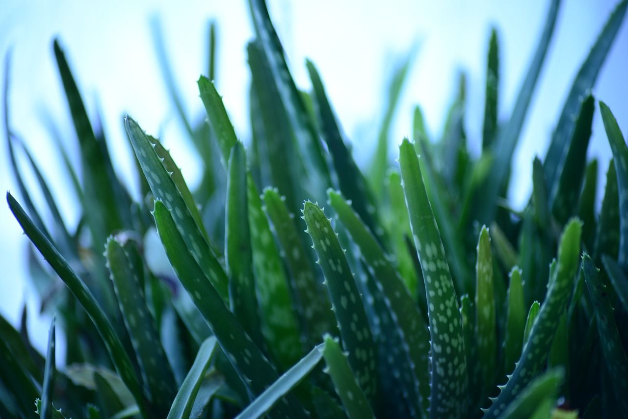 Close up photo of aloe vera