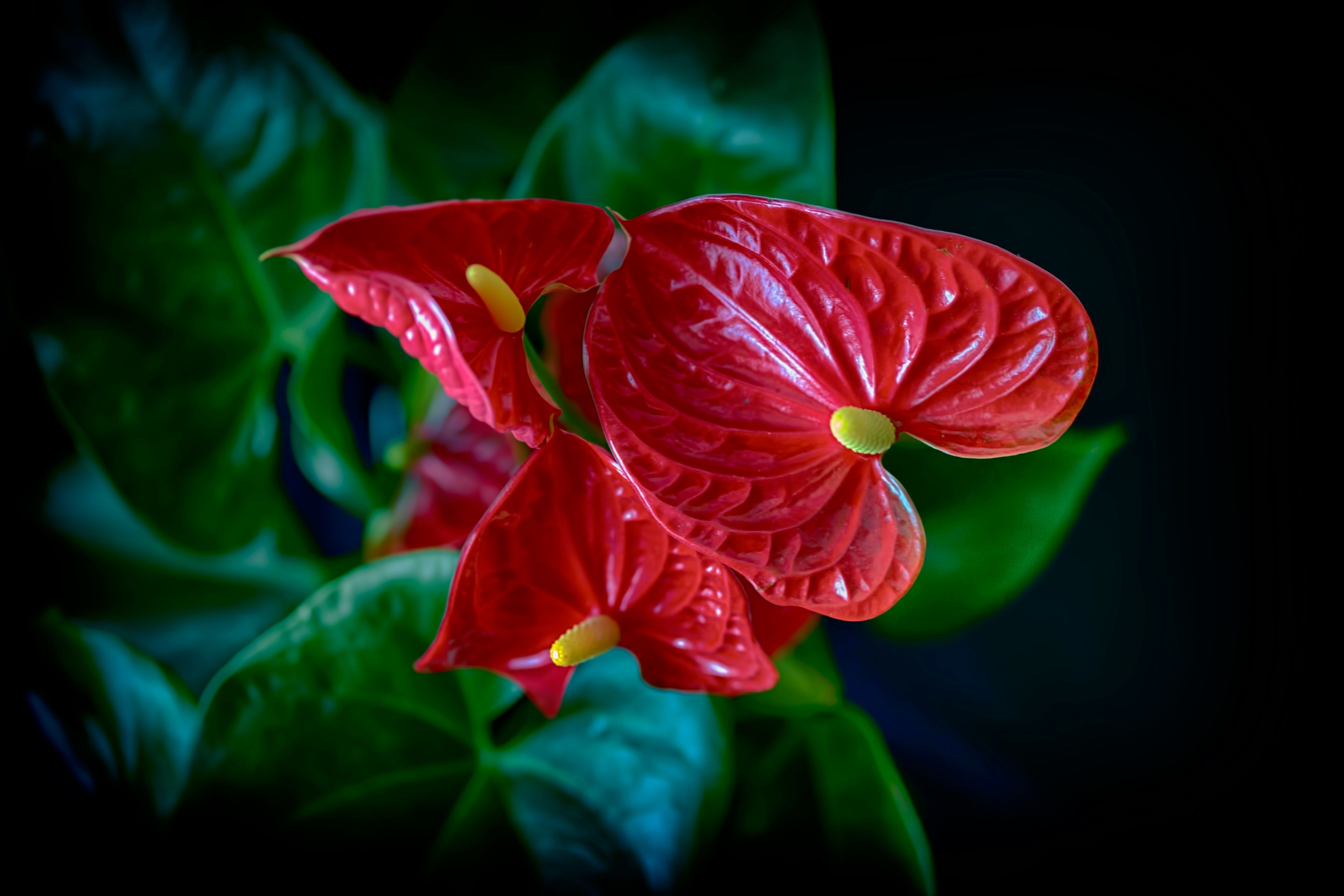 An Anthurium plant with red flowers and green leaves.