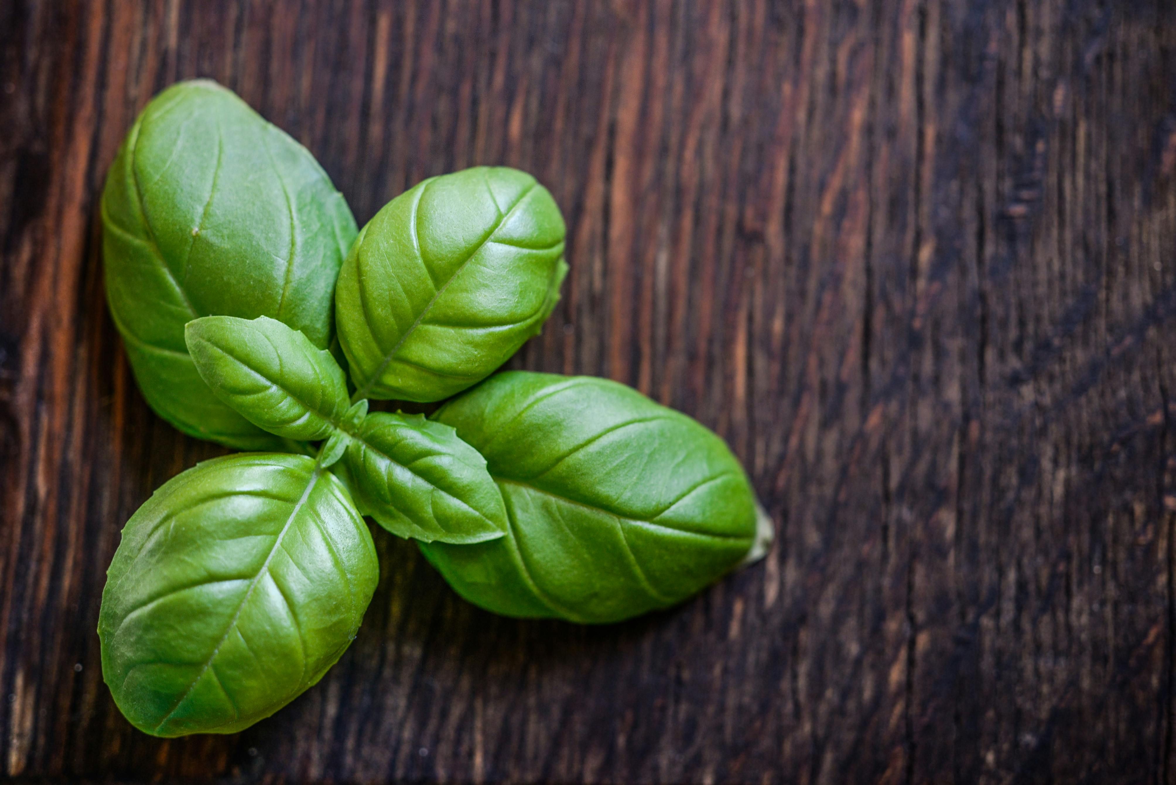 Basil leaves on Brown Wooden Surface.