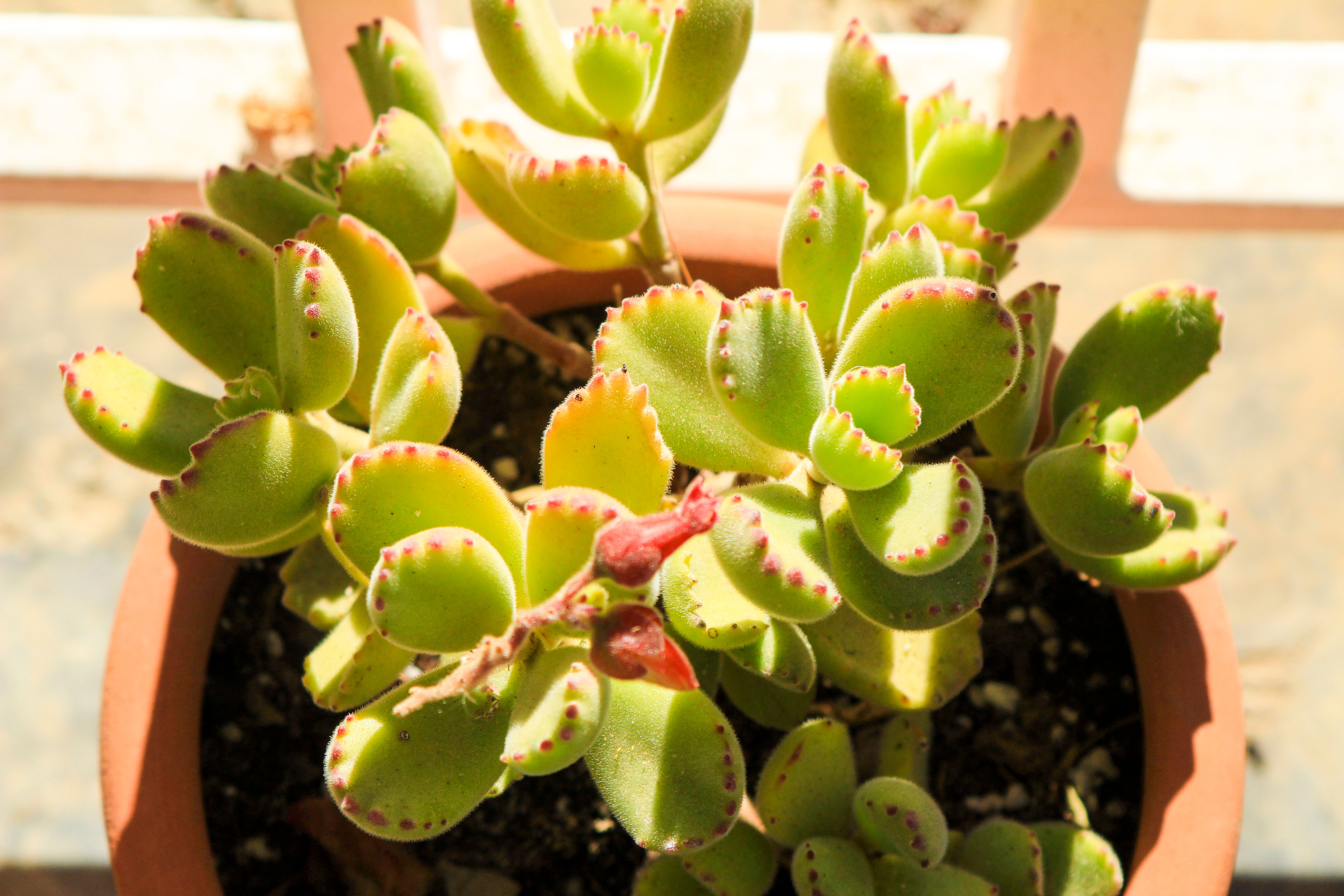 Bear paw succulents in a pot