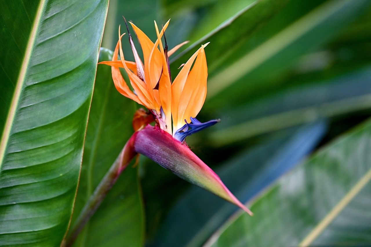 A blooming bird of paradise plant with its intoxing flower and green banana leaves like leaves.