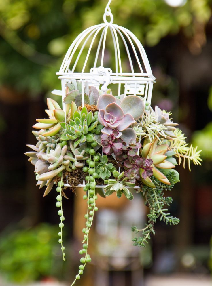 Succulents planted in a birdcage hanging outdoors.