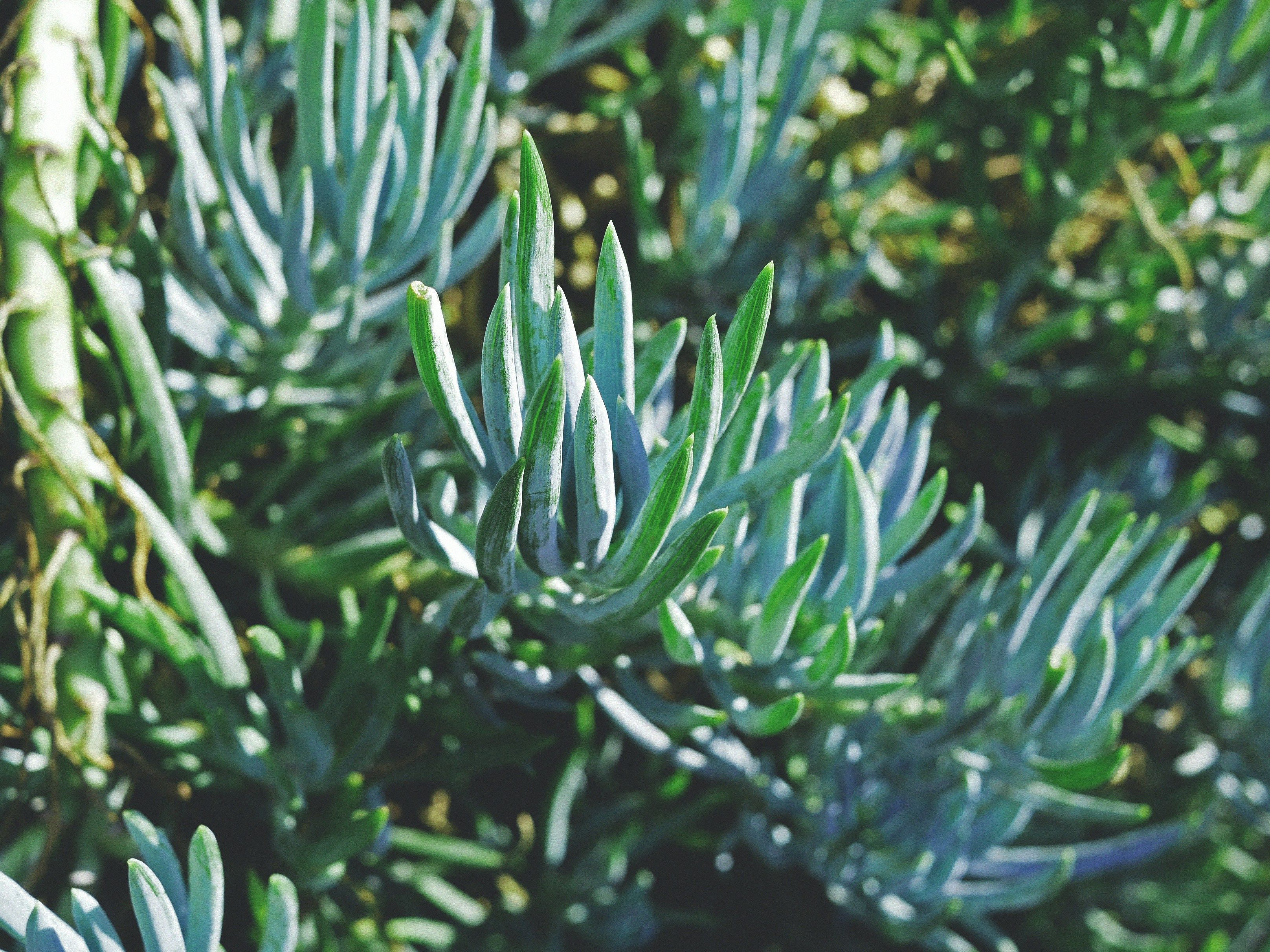 Grown blue chalksticks 