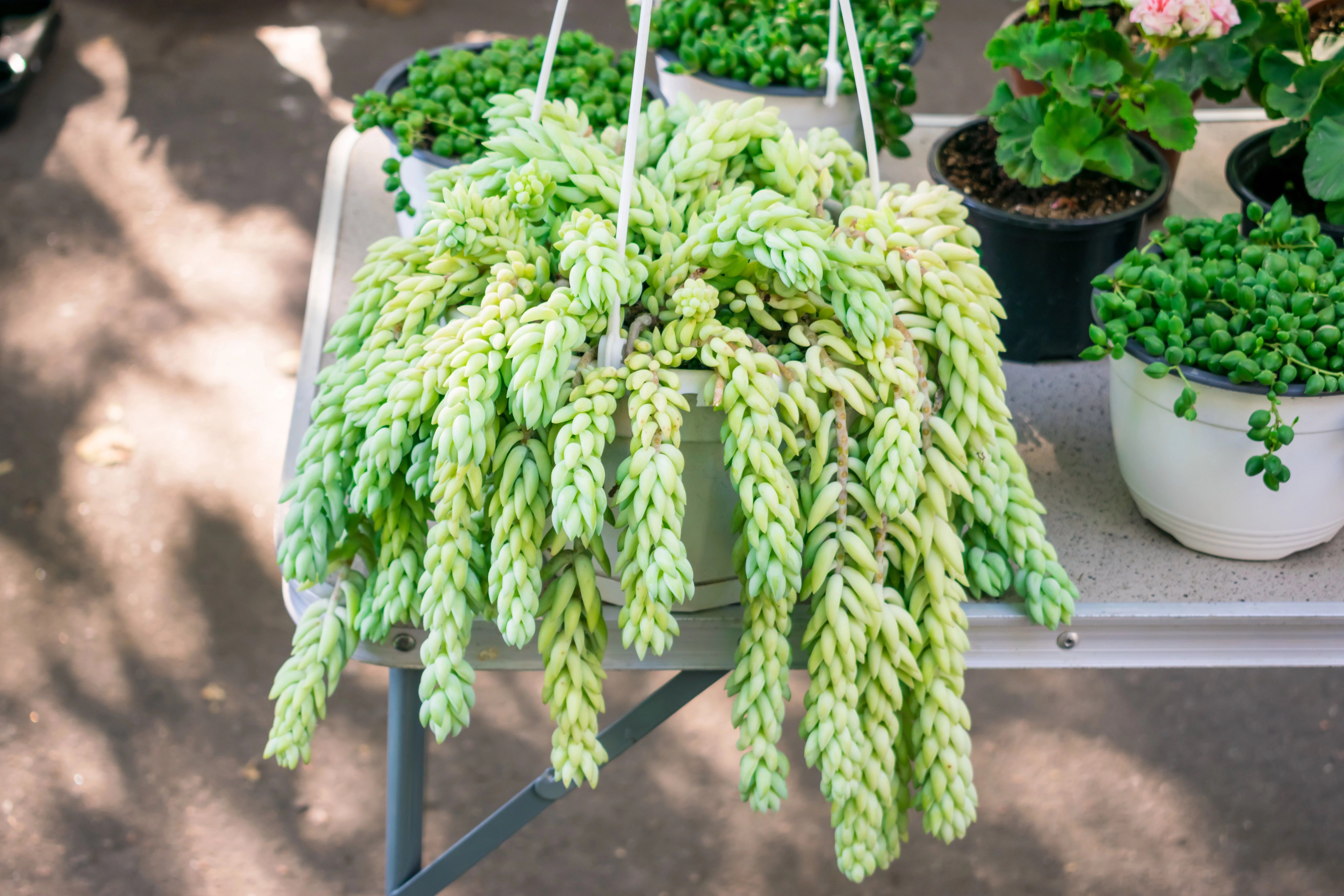 Burro's tail overflowing from a pot with other plants in the background