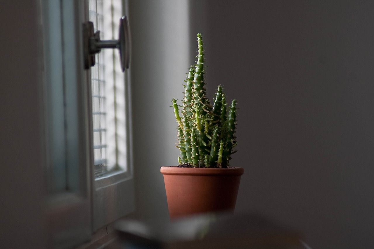 Cactus in a brown pot near a window, basking in day light.