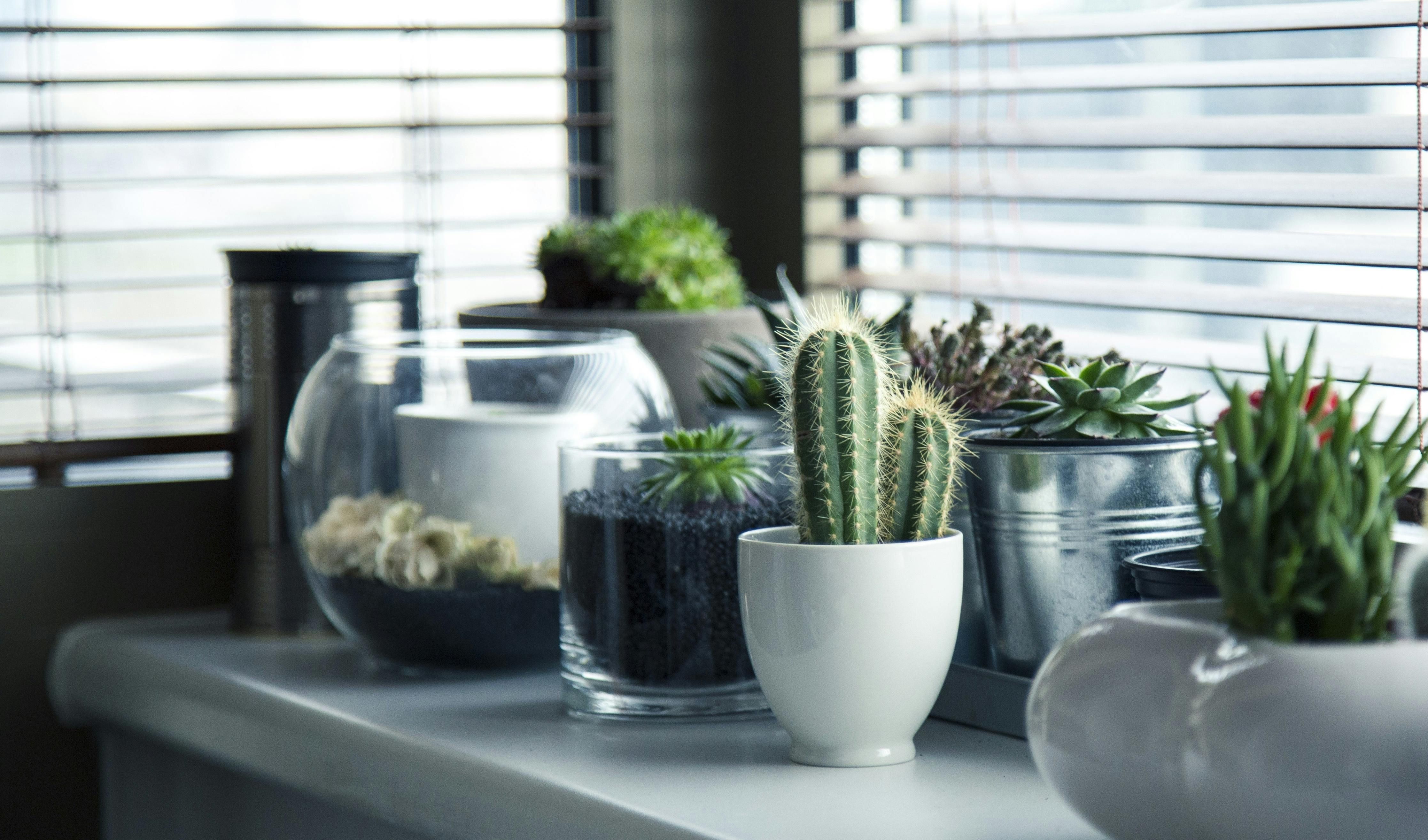 Cactus on Top White Table along with other succulents.