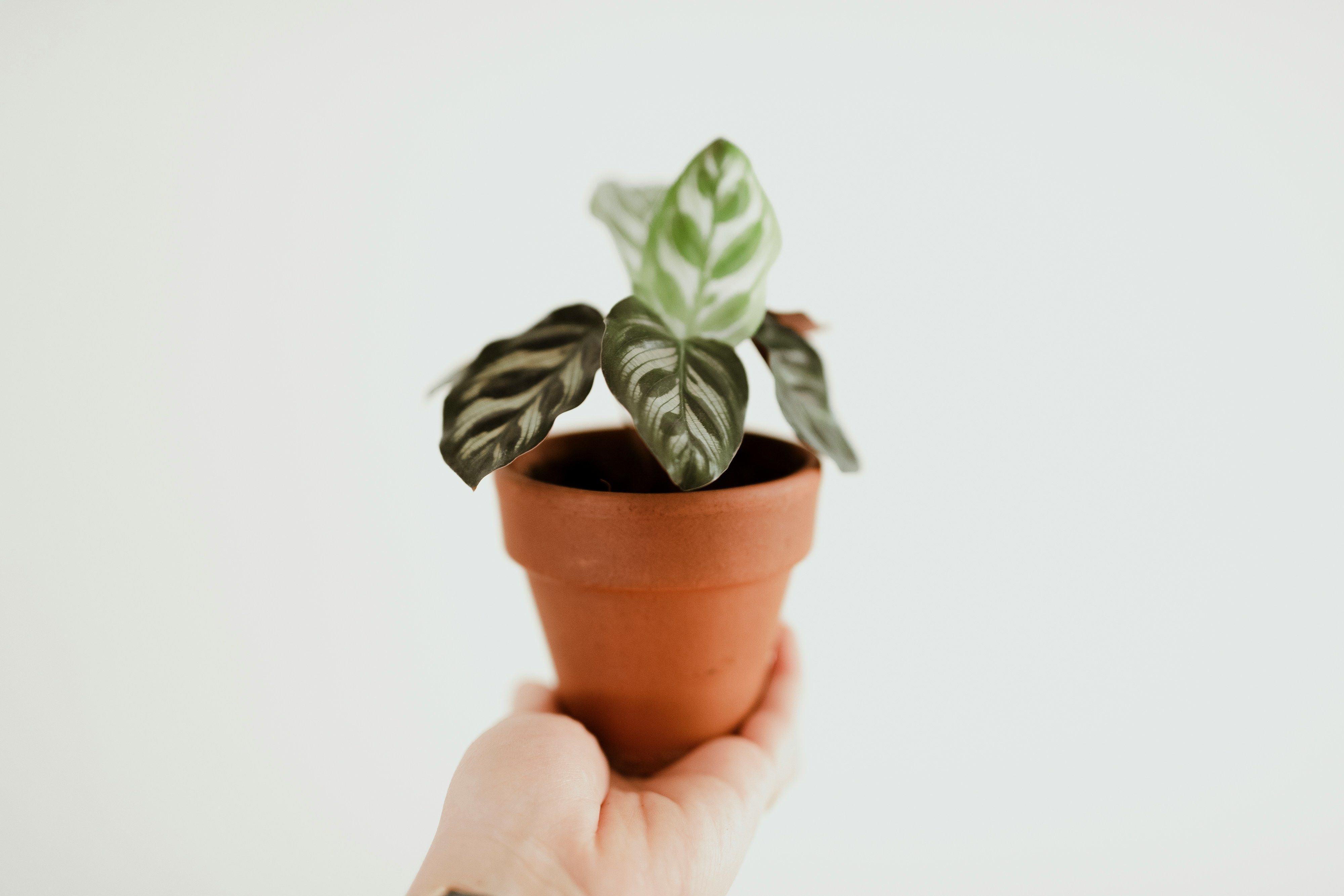 A person holding a baby Calathea plant which is in abrown clay pot.