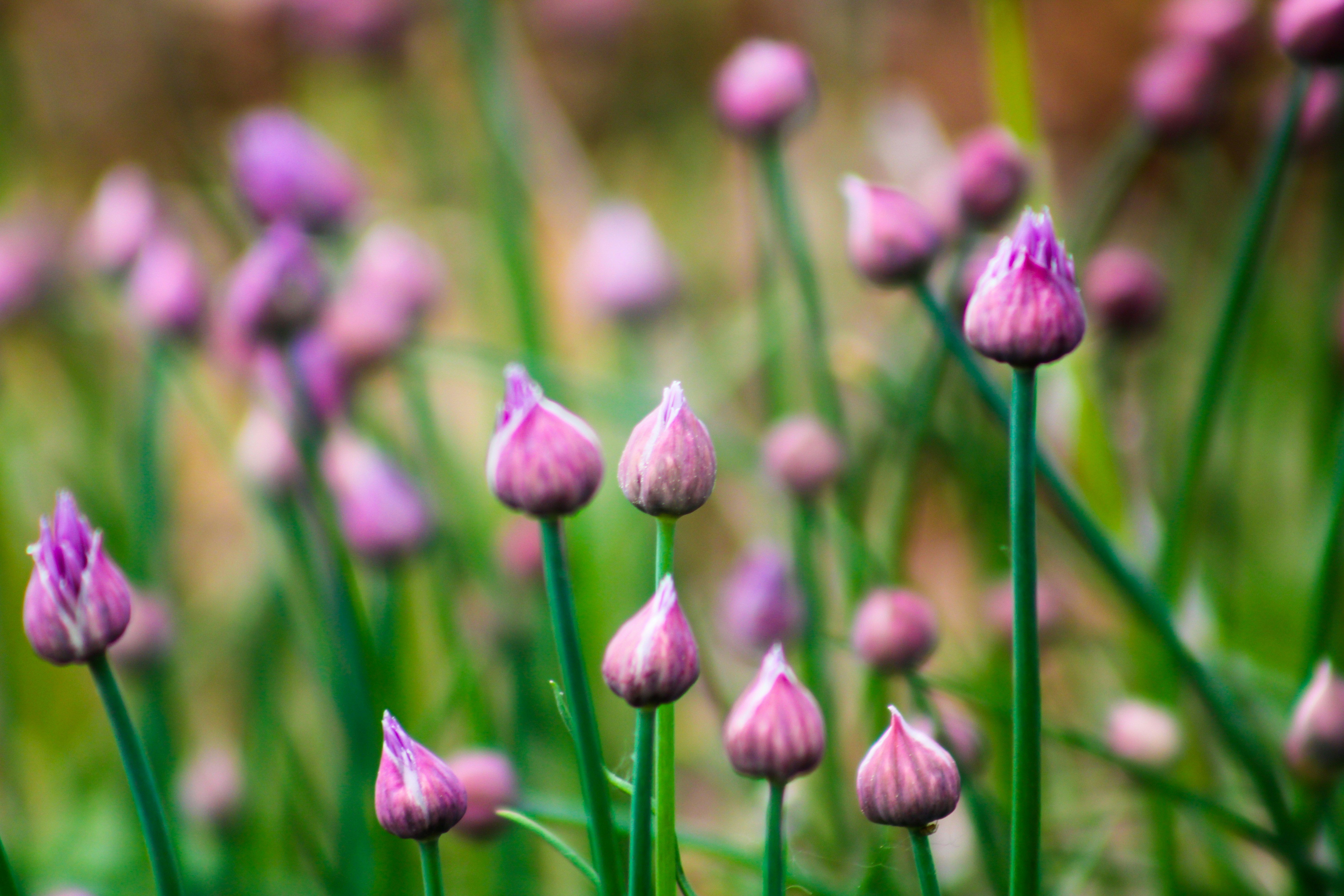 A bunch of pink chives that are in the garden.