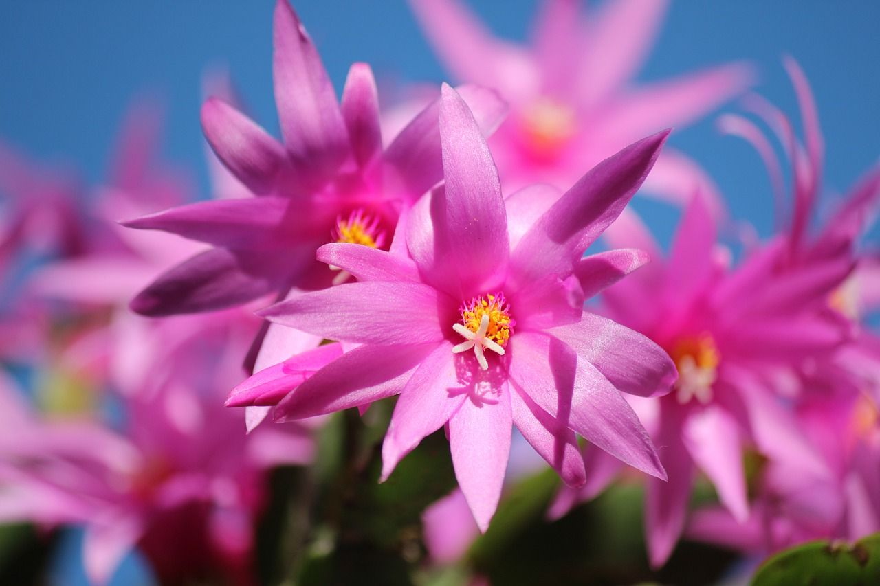 Bunch of blooming Christmas cactus outside.