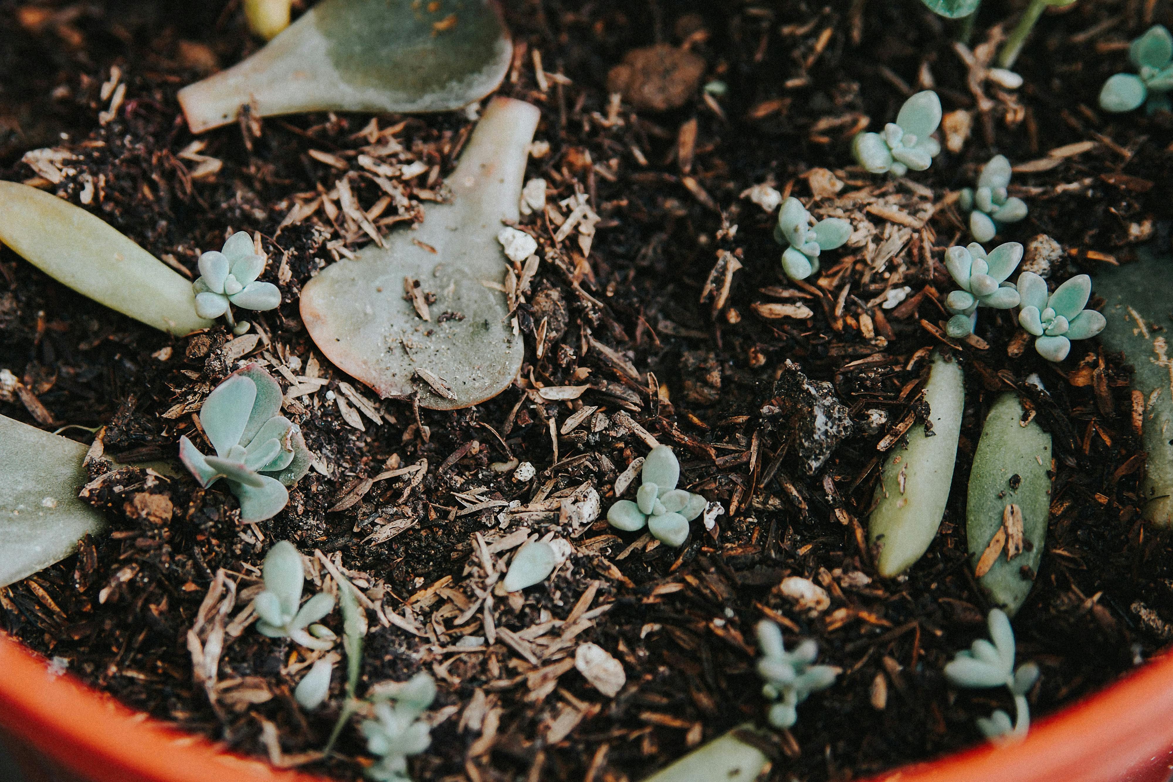 Tiny succulents growing in a pot