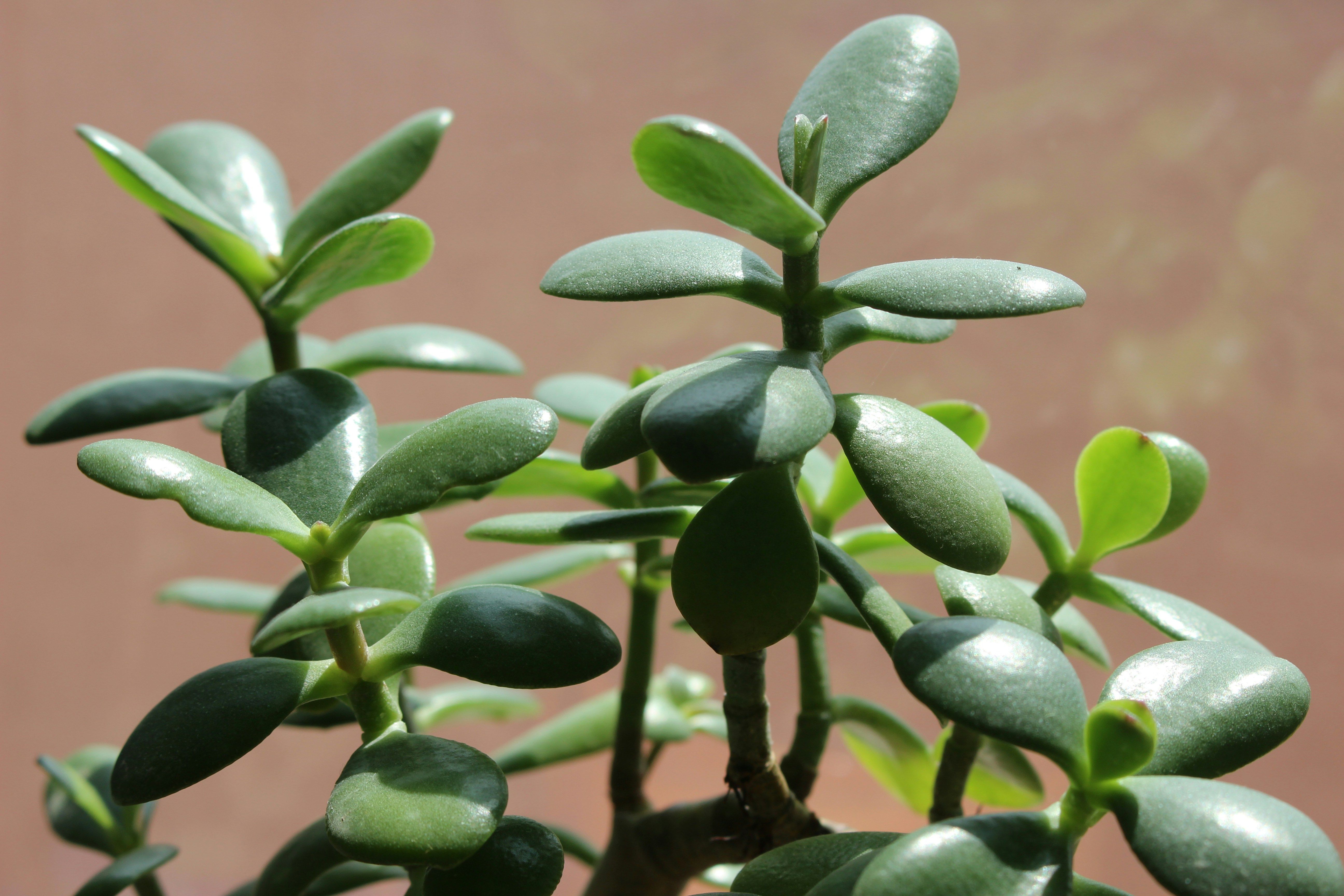 Jade plant outdoors in daylight.