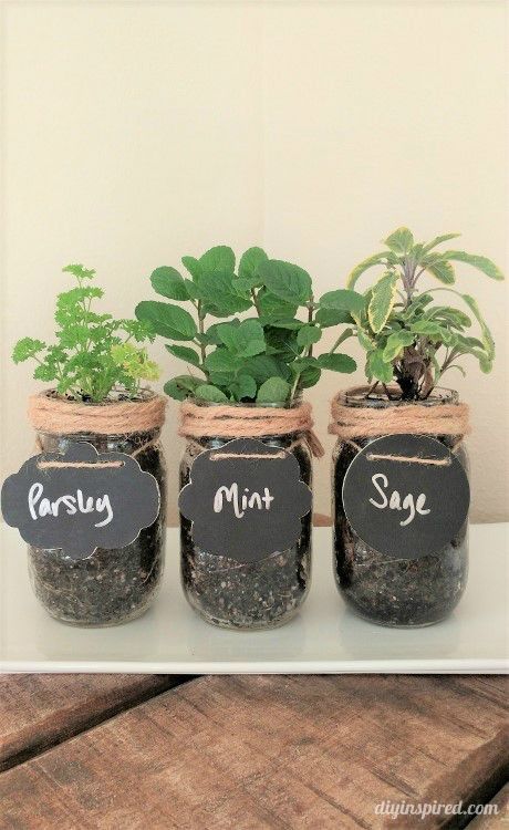 Parsley, mint, and sage are being grown in mason jars.
