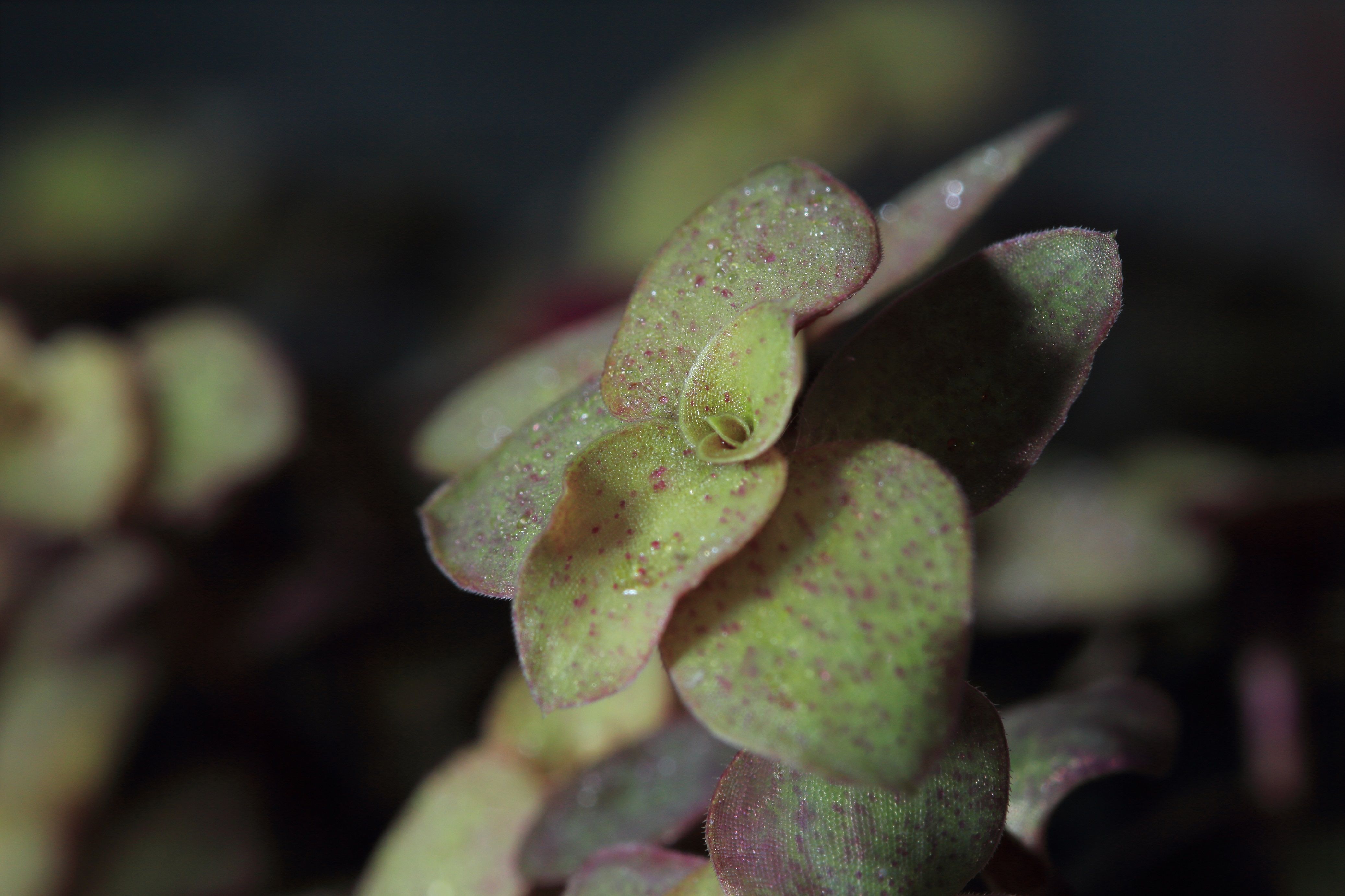 Blooming Eonium with dark spots on leaves