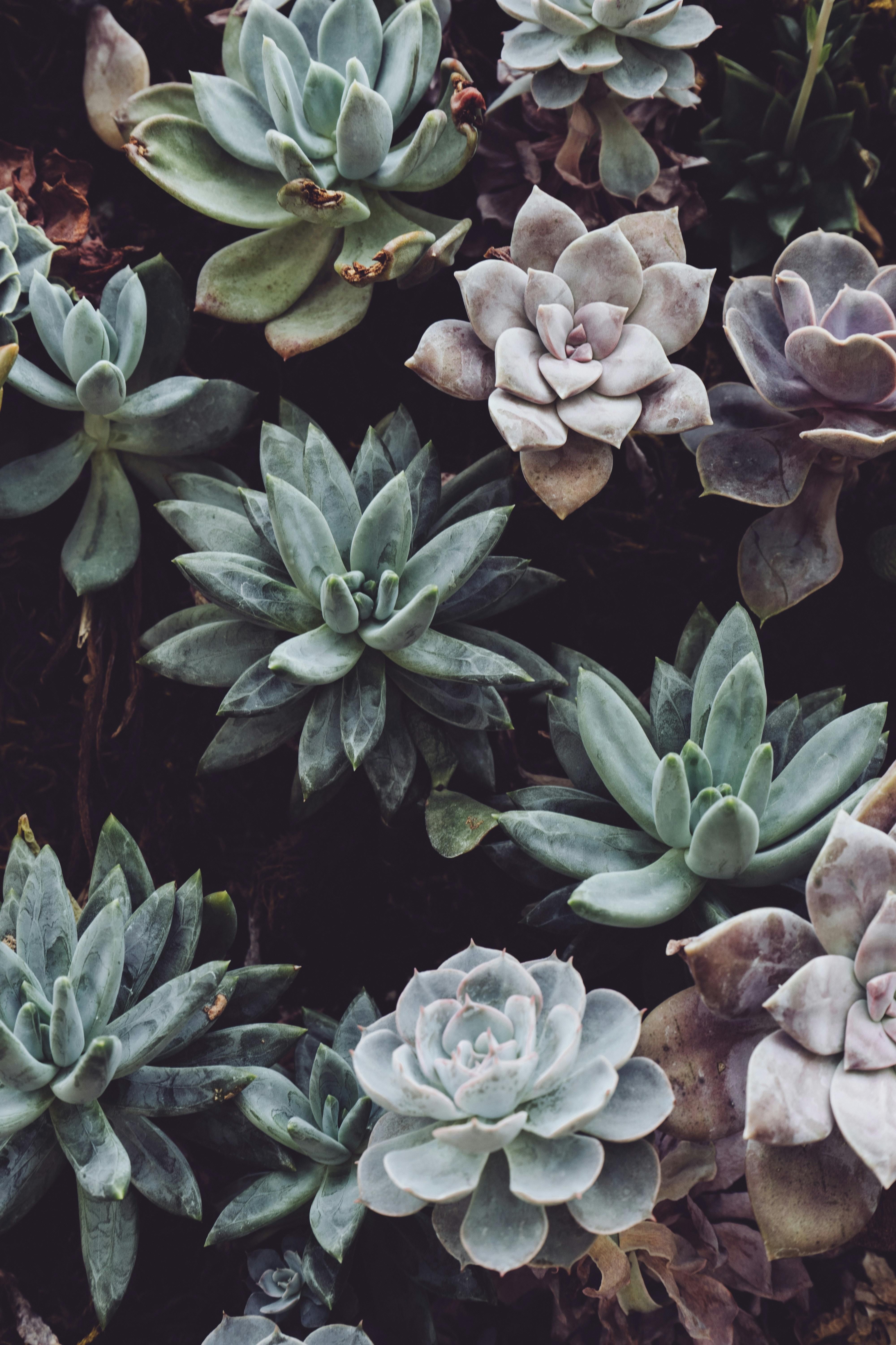 Succulent with dead leaves