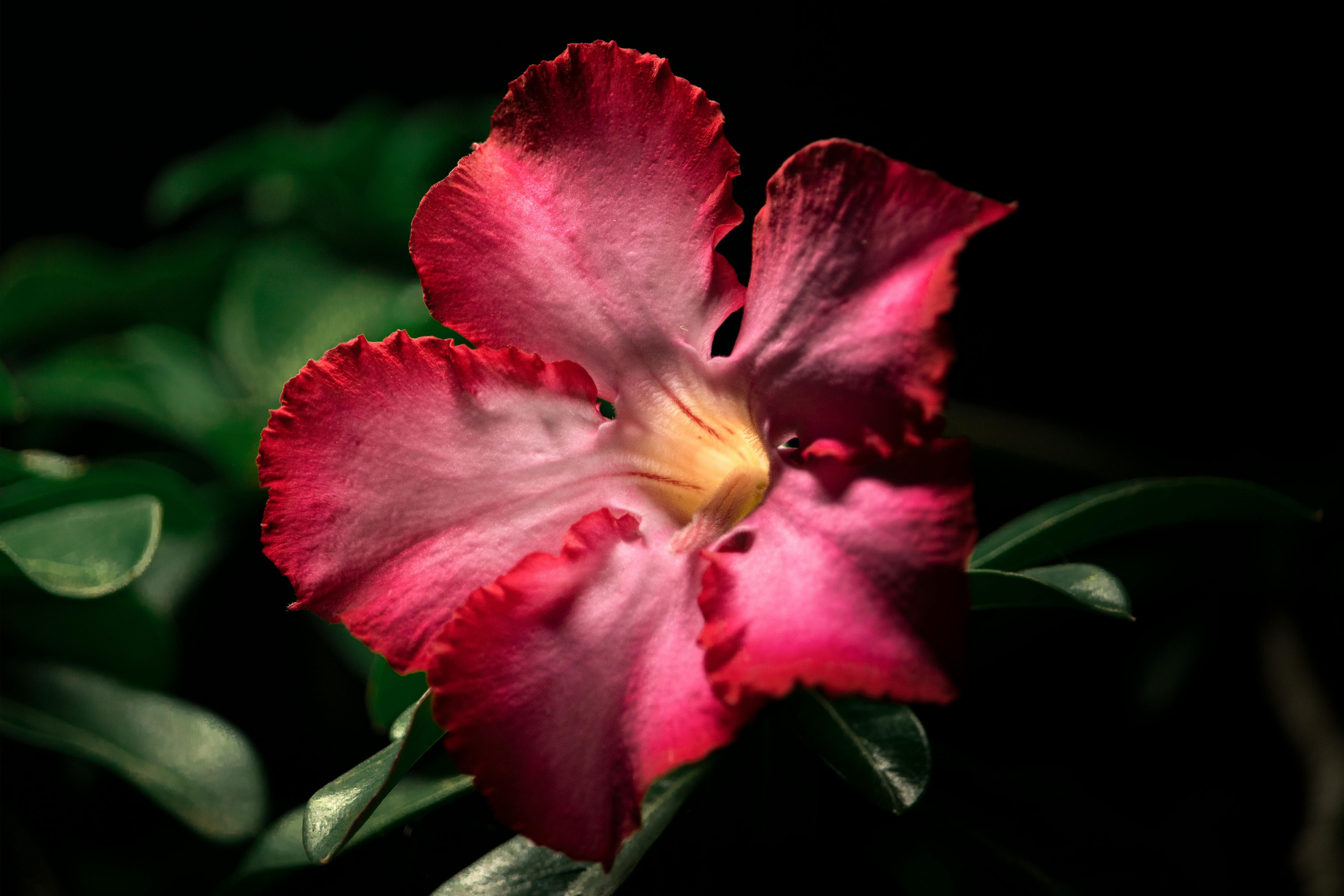 A blooming Desert Rose (Adenium obesum) with green leaves outdoors.