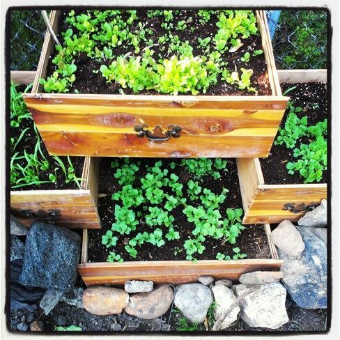Drawer-Herb-Garden.jpg