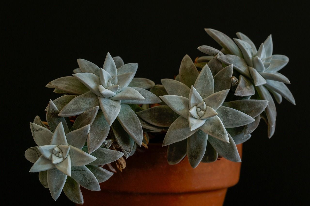 4 Dudleyas in a orange pot.