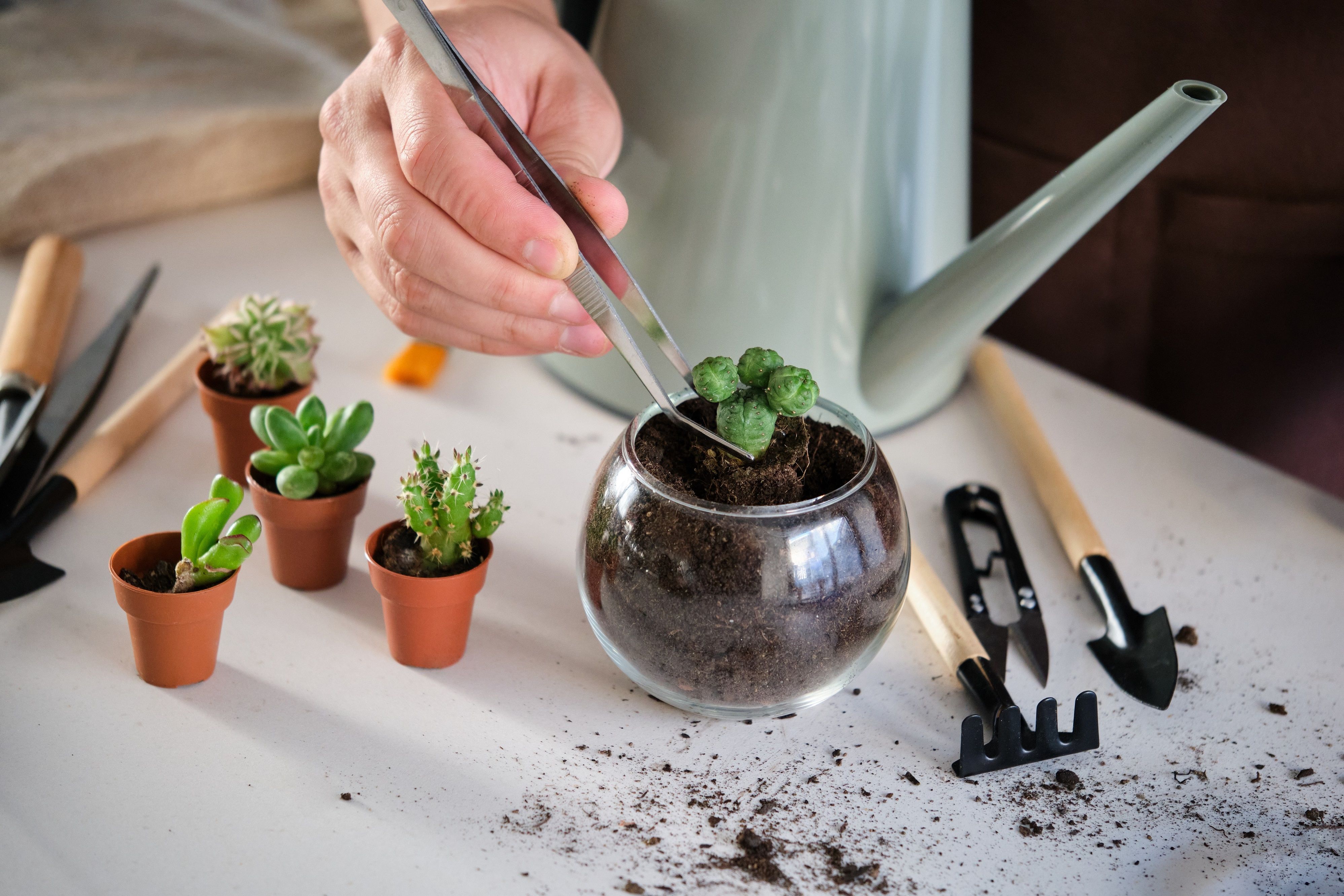 Man working on mini succulents