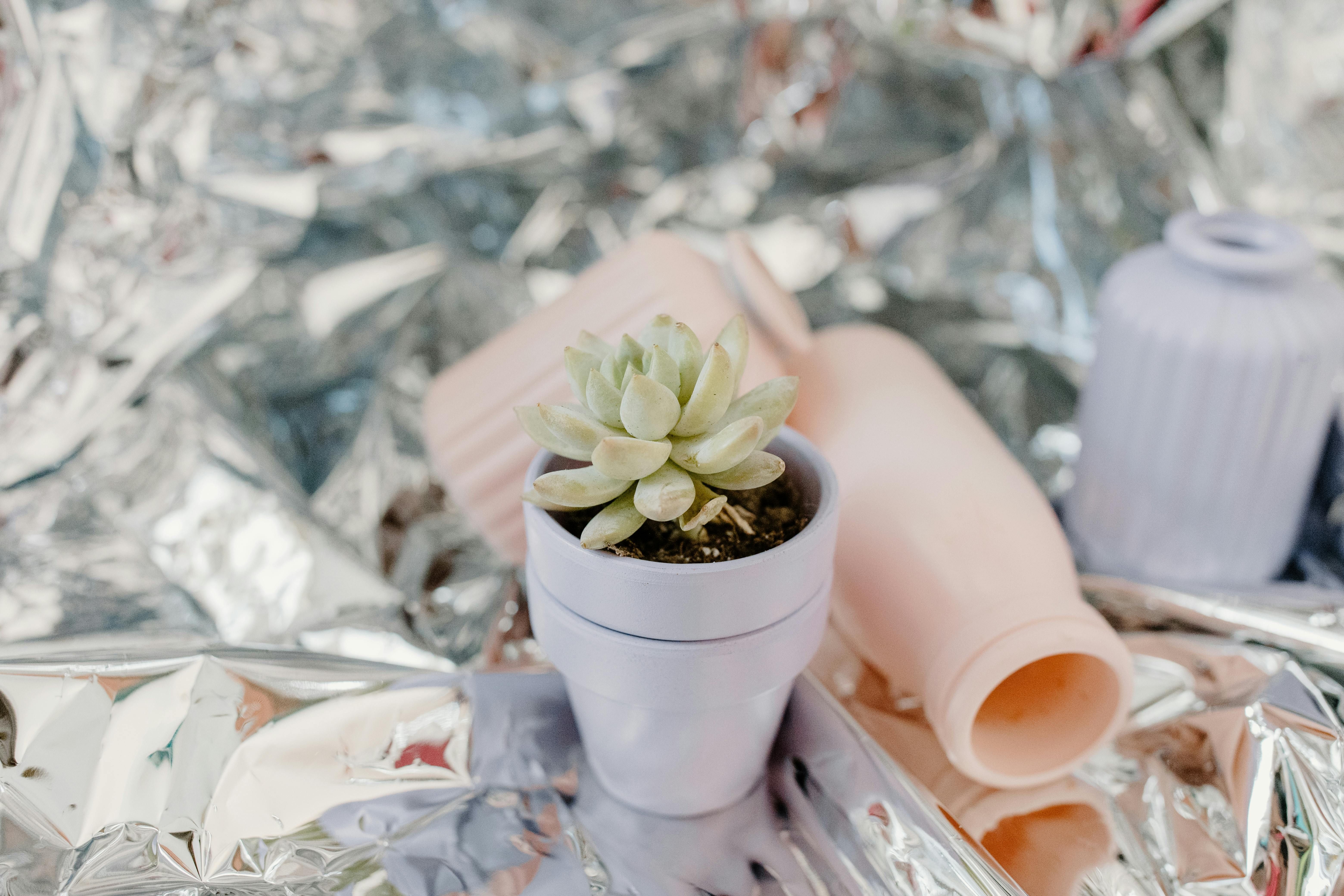 Green Echeveria Succulent Plant in White Ceramic Pot