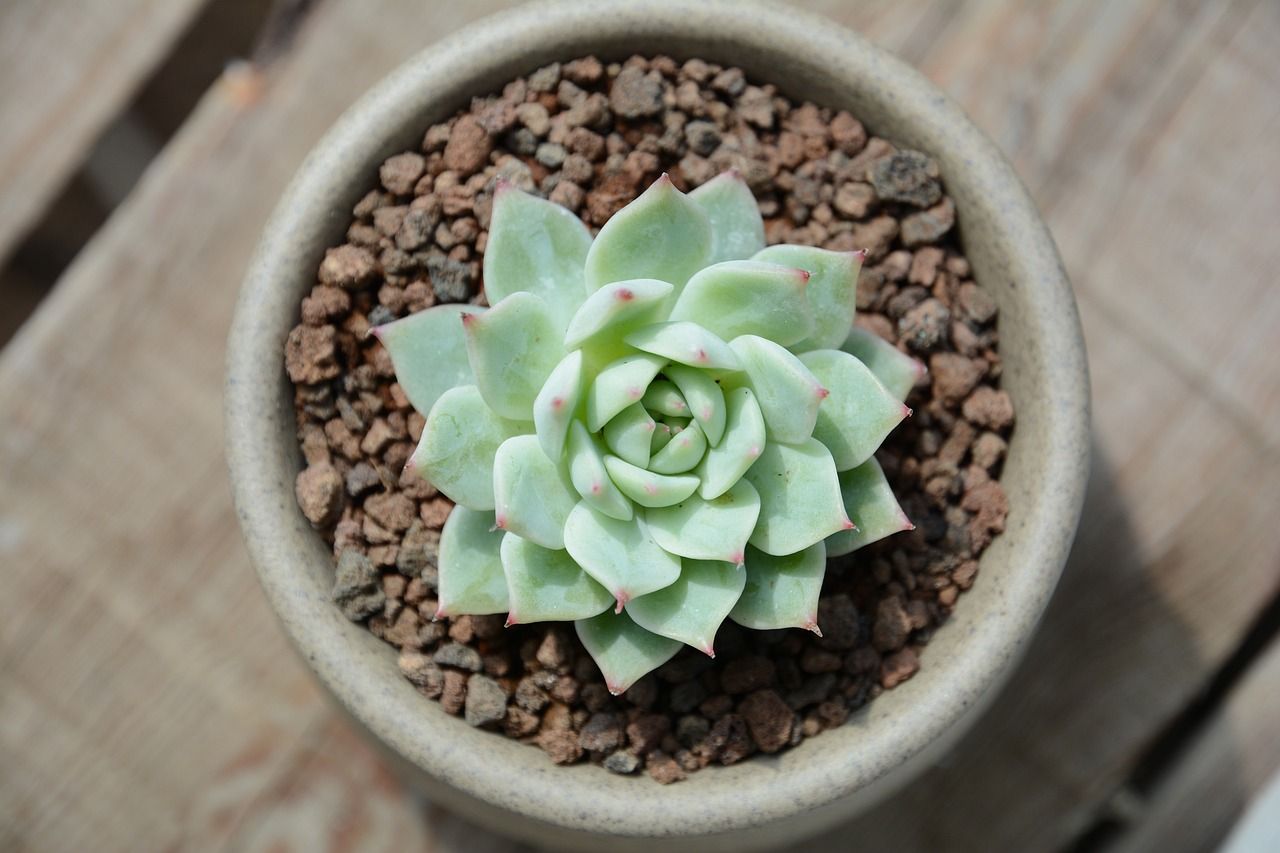 A close up shot of Echeveria in a grey pot on a wooden surface.