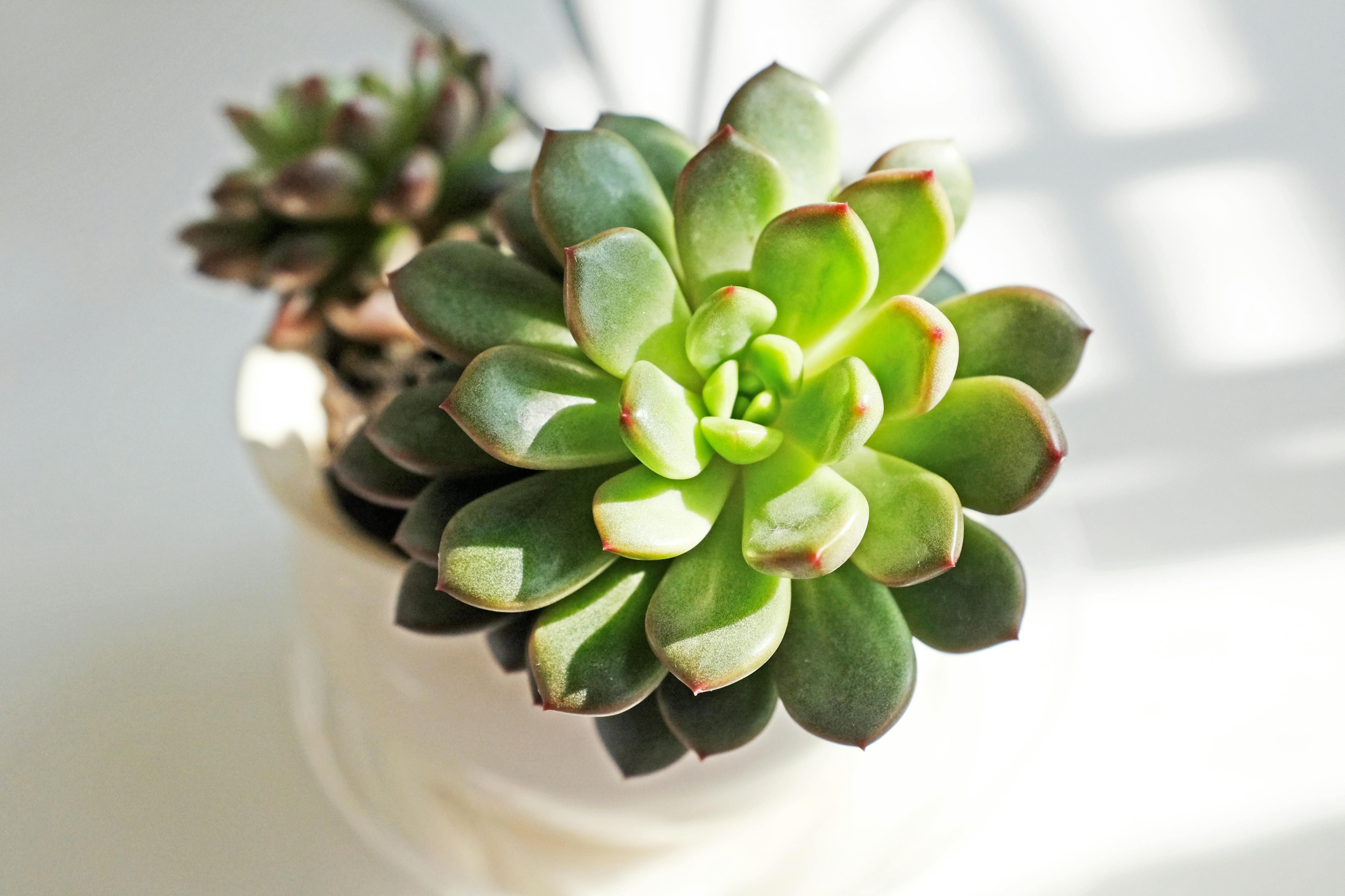 Close-up Shot of a Cactus Echeveria under sunlight