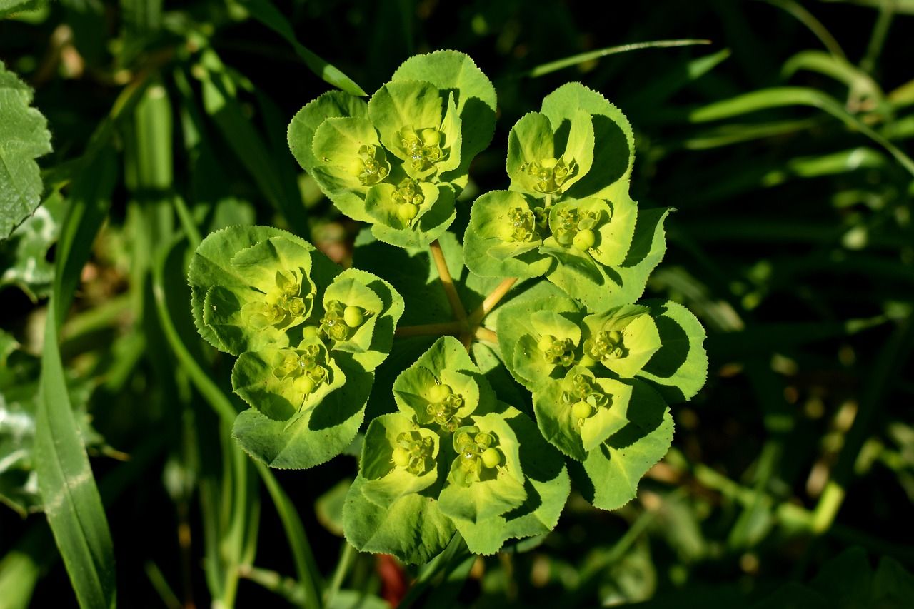 One Euphorbia succulent outside in daylight.