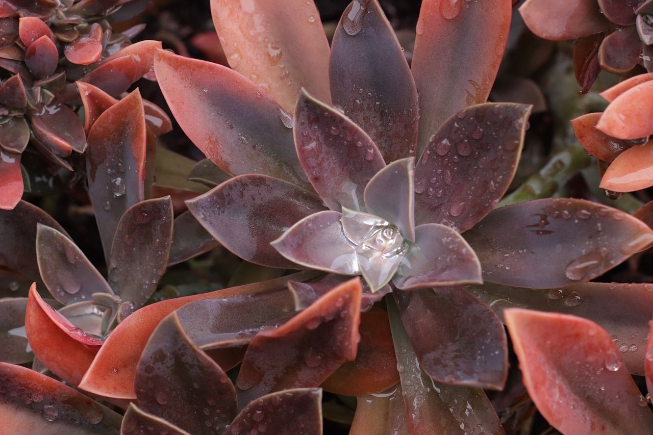 A close up photo of Graptoveria 'Fred Ives'