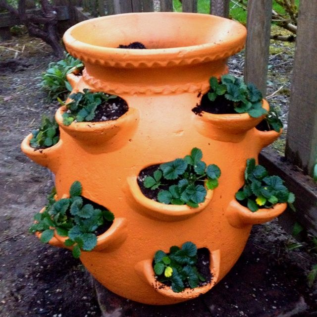 Herbs are being grown in Strawberry terracotta planter outdoors.