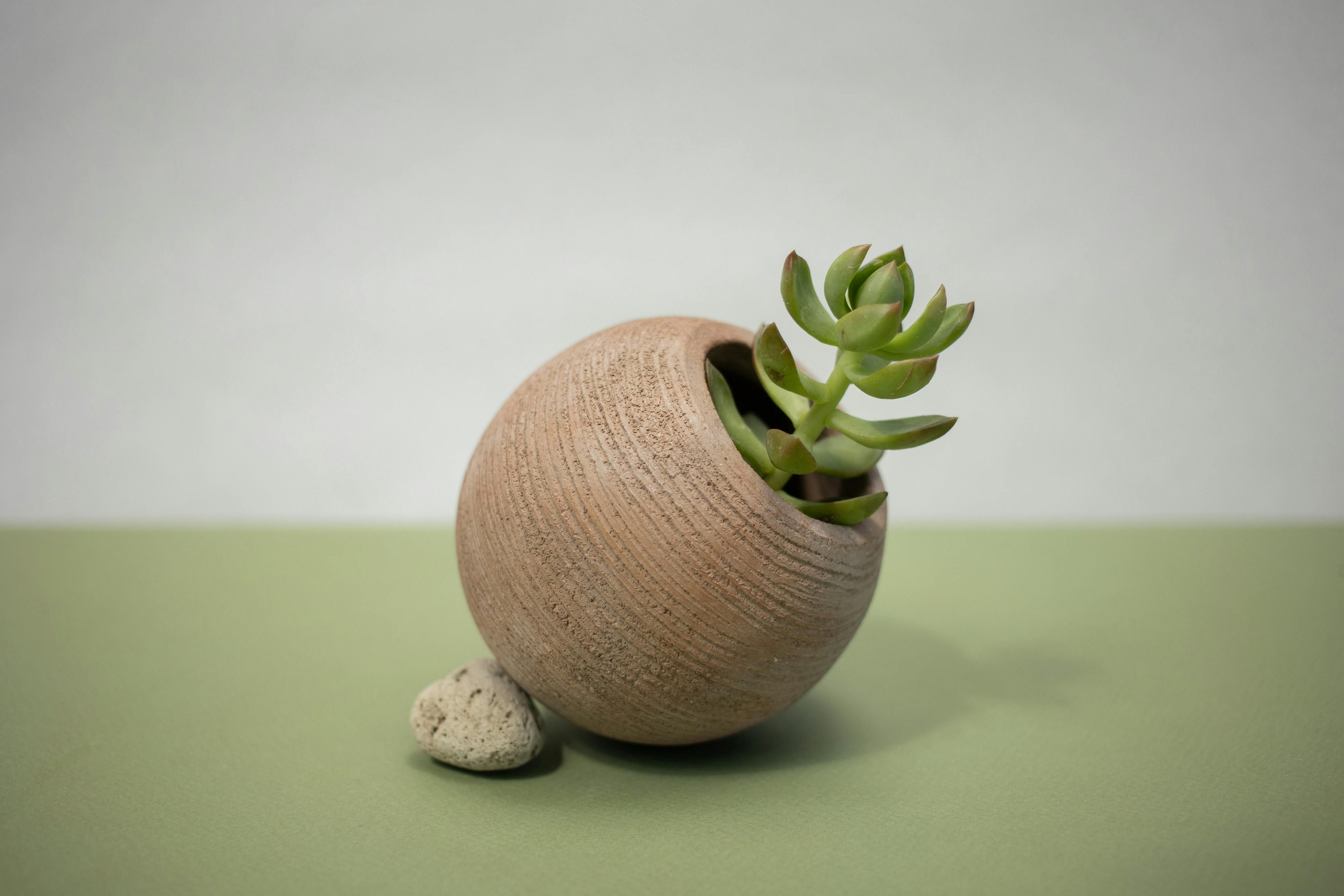 A Jade Plant in a round Brown Pot