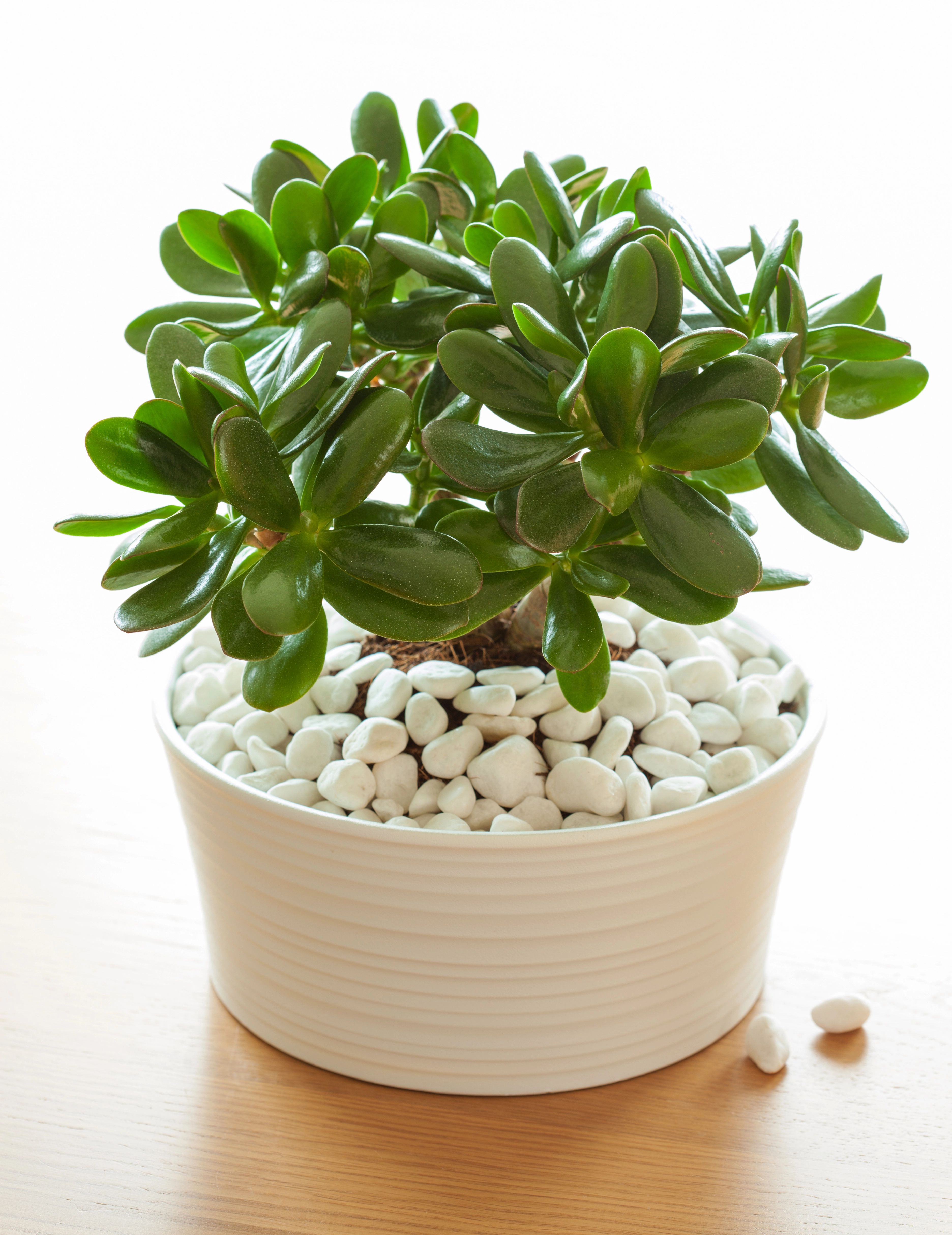 Jade plant in white pot and with white stones at base