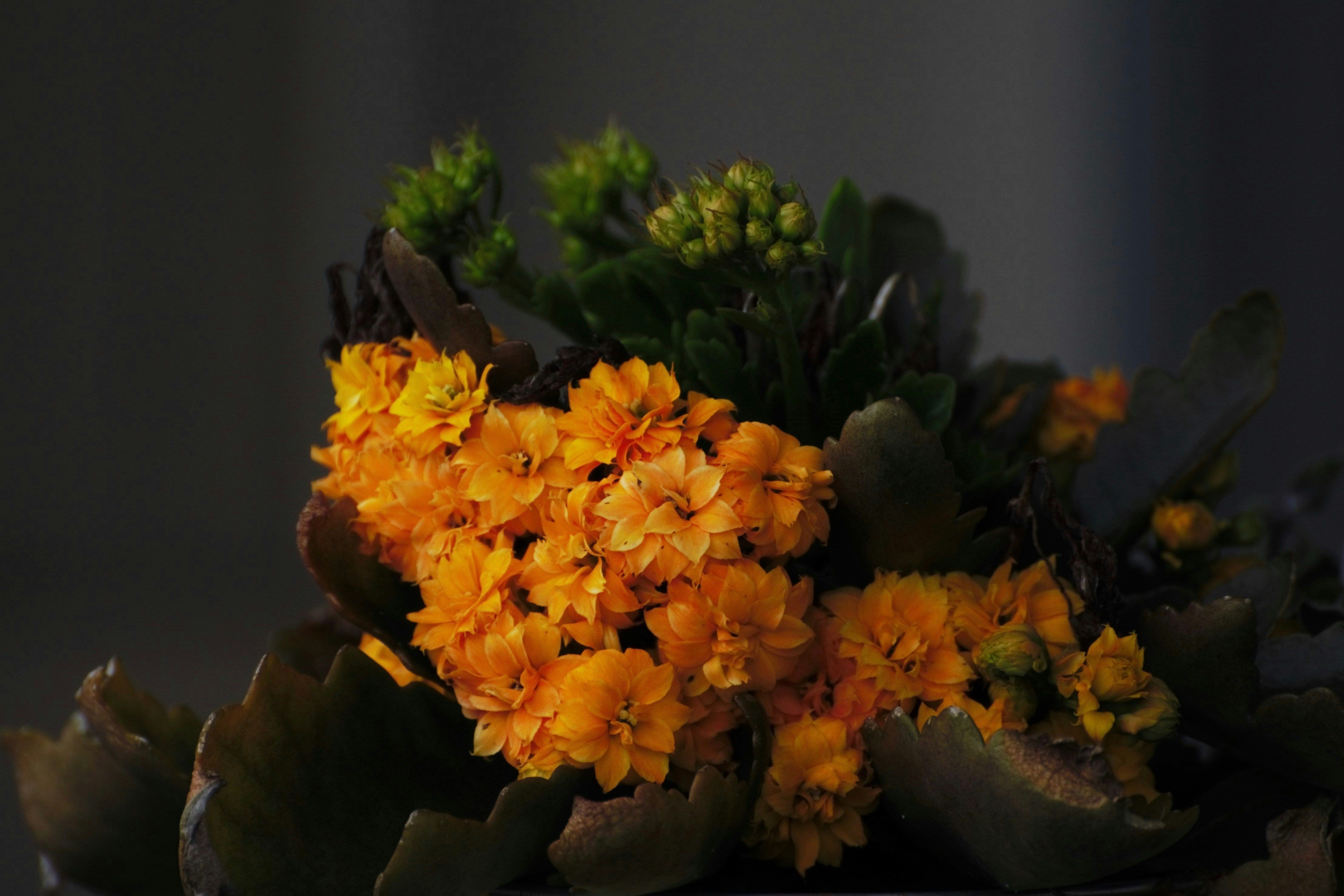 Bunch of orange colored blooming Kalanchoe along with some unbloomed ones.