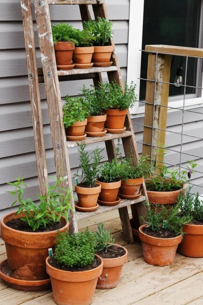 Ladder Herb Garden.jpg