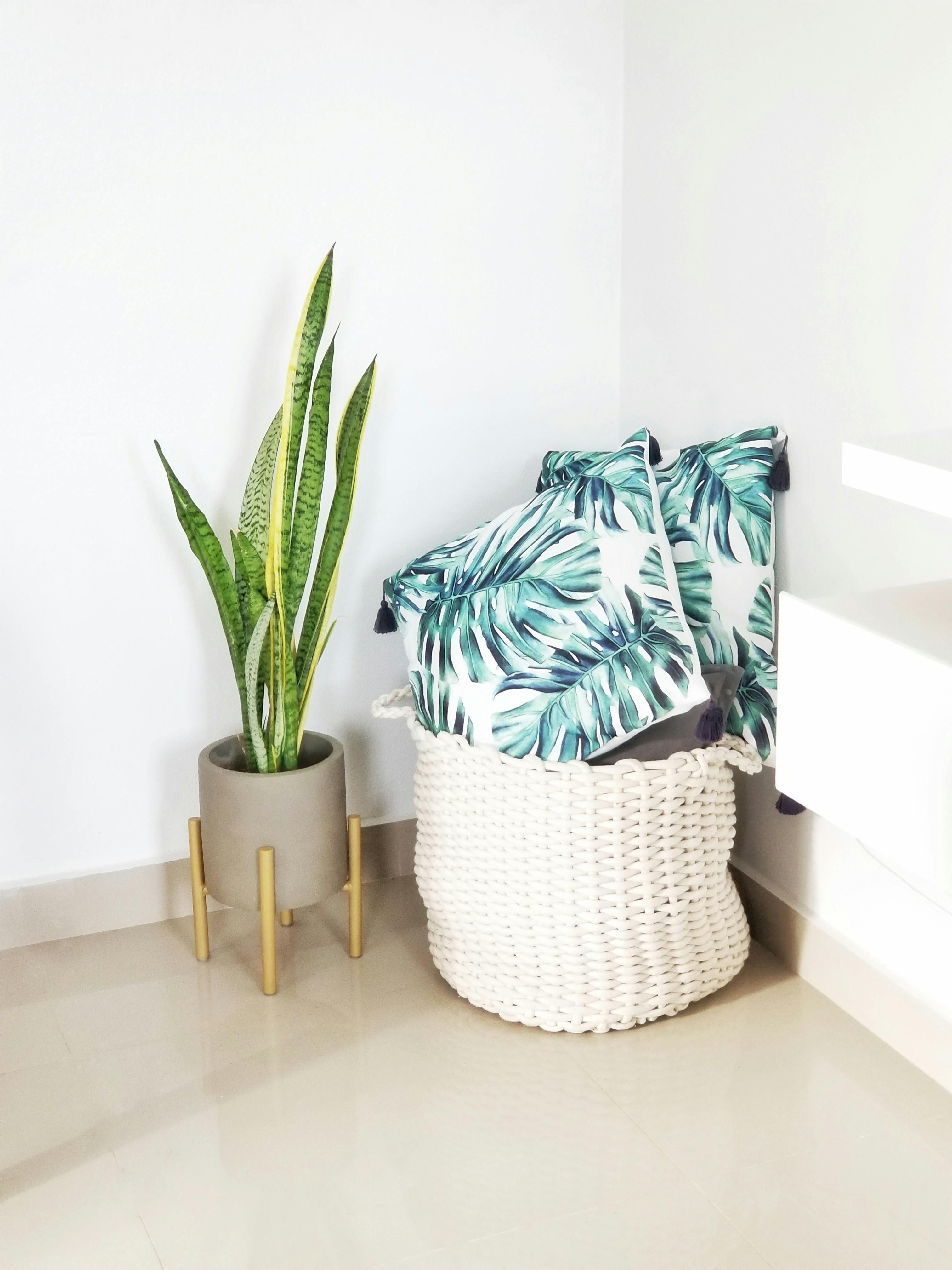 Snake plant in a pot kept in a corner of a room. Two cushions with green leaf print kept beside it.