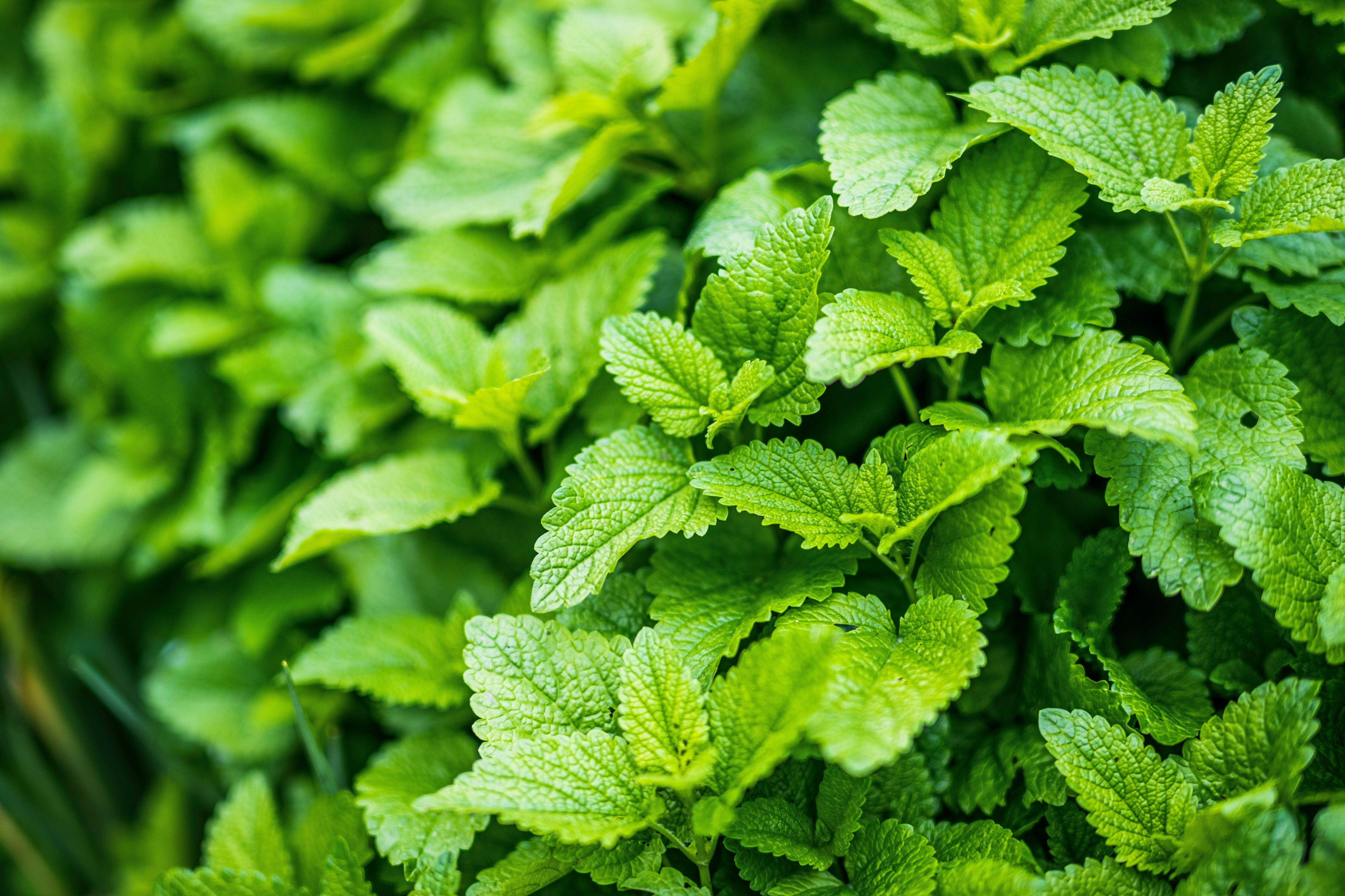 A vivid lemon balm bush.